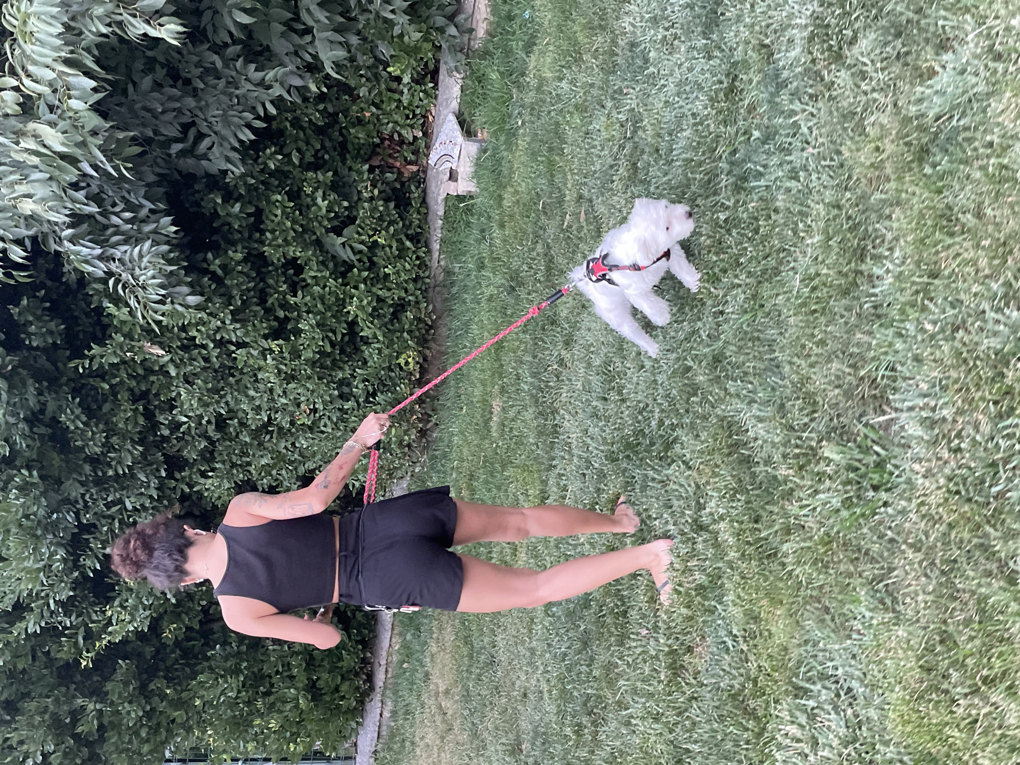 A young woman with dark, curly hair pulled into a bun, wearing a black crop top and black shorts, is walking a small, fluffy white dog on a pink leash. The woman is barefoot, wearing flip-flops. The dog is wearing a red harness. They are in a grassy yard with a dense green hedge in the background. A stone structure is visible near the hedge. The scene appears to be a backyard in Kadıköy, Turkey.