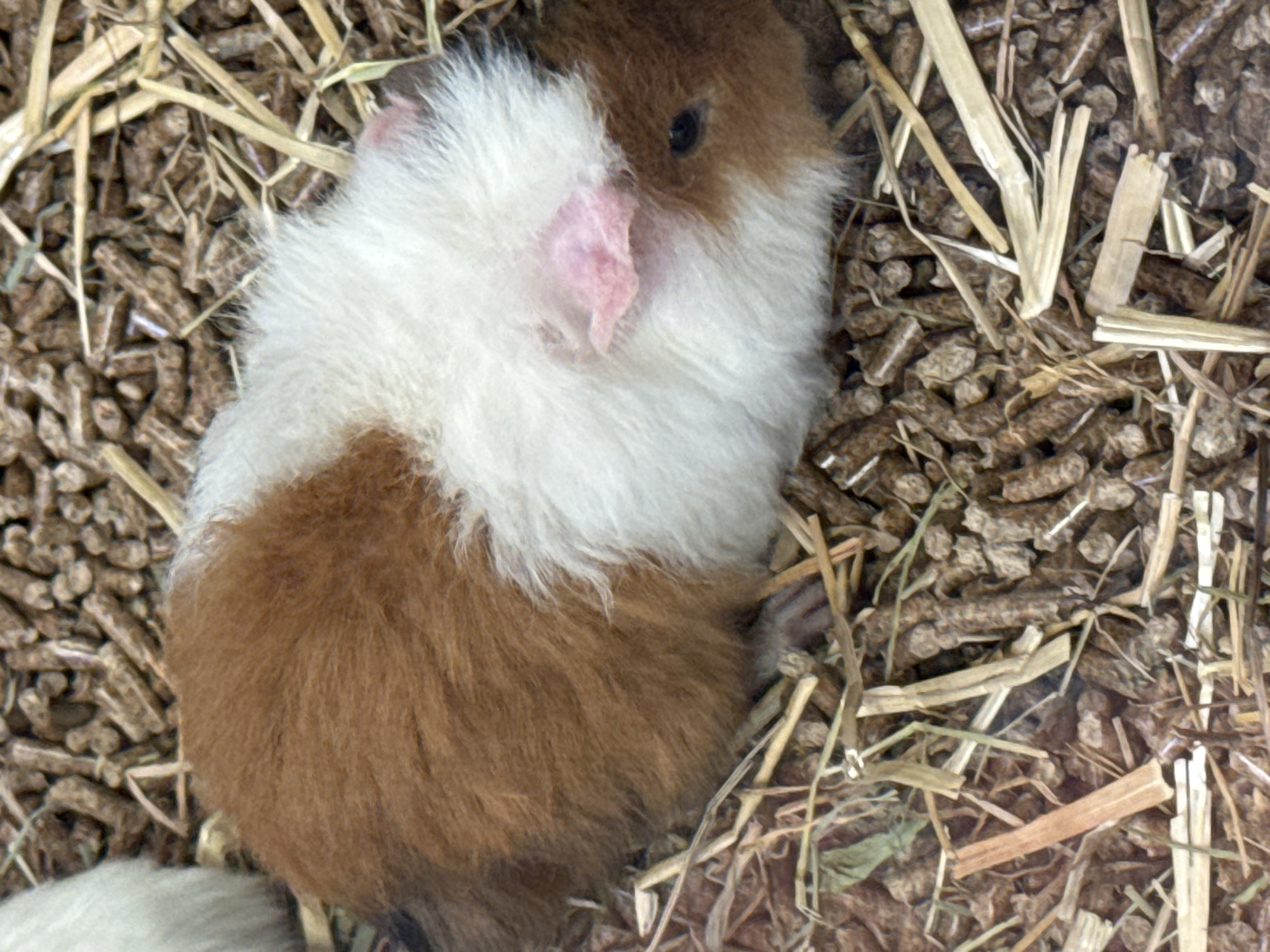 The image shows a brown and white guinea pig nestled in a bed of straw and wood pellet bedding. The guinea pig has a brown head and rear, with a wide white band around its midsection. Its left ear is visible and appears pink. The bedding is a mix of light-colored straw and dark brown wood pellets. The location is Villebon-sur-Yvette, France, based on available information.