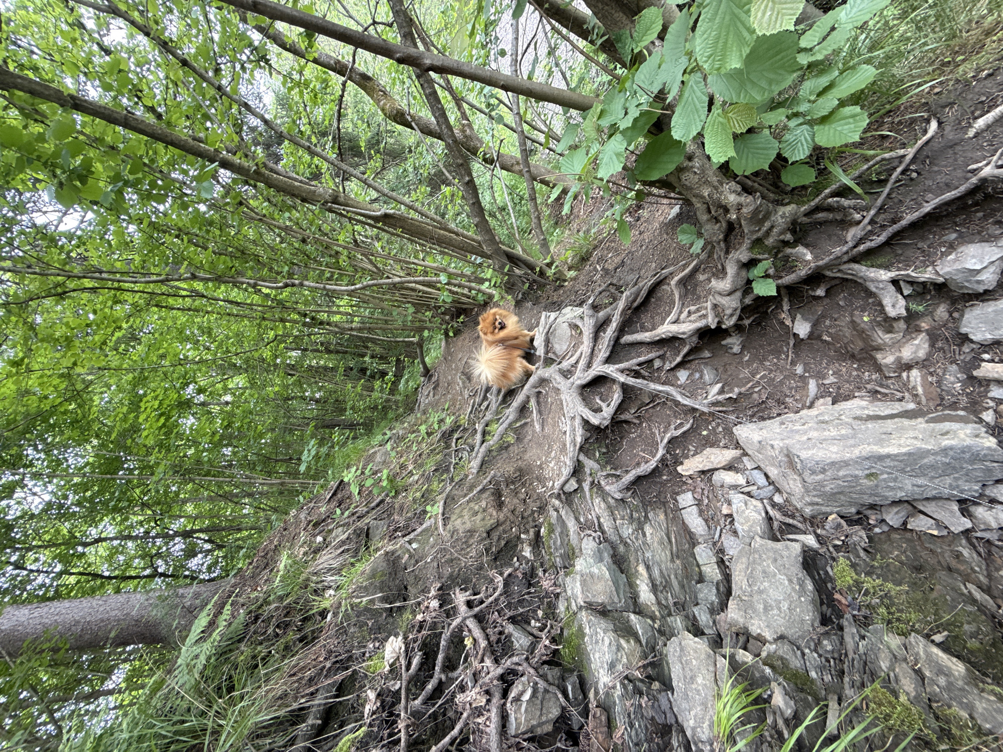 A small, fluffy, ginger Pomeranian dog stands on a rocky, root-covered trail in a dense forest. The dog is facing the camera with its mouth open, appearing to pant. The trail is narrow and winds through a steep incline. Large tree roots are exposed on the path and clinging to the rocky embankment. The forest is lush and green with tall trees and thick foliage. The scene appears to be in a natural, wild setting, likely a hiking trail. The location is identified as Jar, Norway.