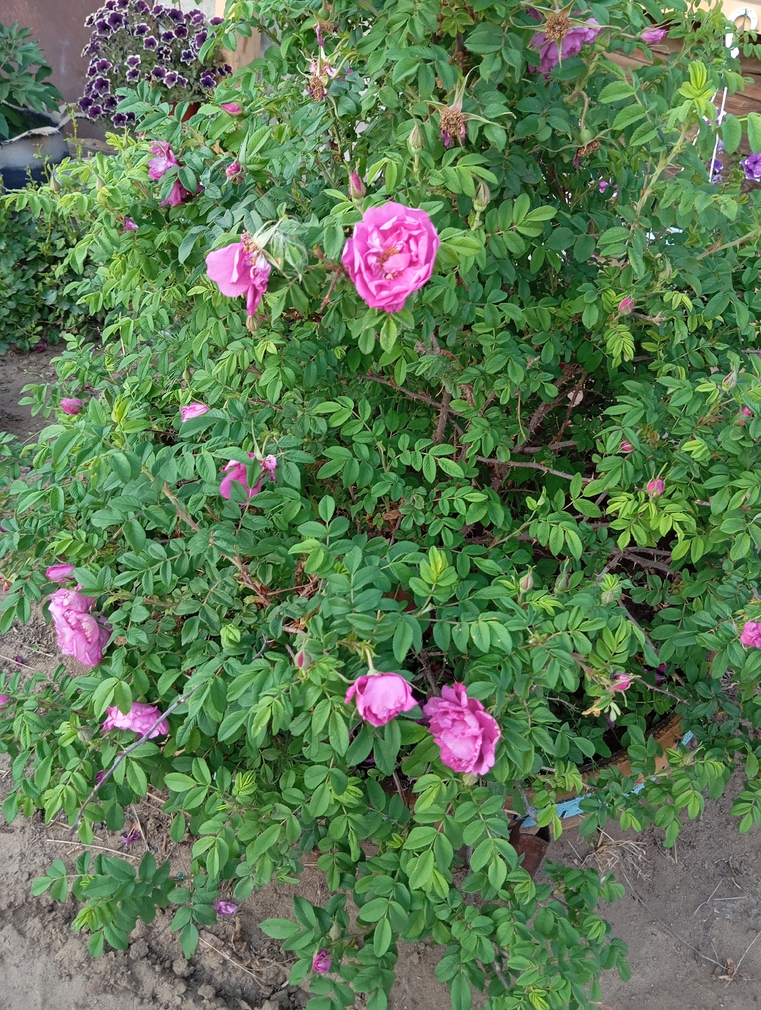 A full-frame, eye-level, medium shot captures a dense, leafy rose bush with numerous pink flowers in various stages of bloom and wilting. The bush is primarily composed of vibrant green leaves and thorny stems. Several pink roses are prominently featured, with some fully open and others in bud. Some withered, dried rose hips are also visible amongst the foliage. The bush is planted outdoors, with exposed soil and what appears to be a dark, weathered wooden fence or structure in the background. In the upper left quadrant, another plant with clusters of dark purple flowers is partially visible, suggesting a garden or park setting. The ground beneath the rose bush is coarse and uneven, with some scattered dry leaves and small twigs. The overall impression is one of a lush, overgrown garden.