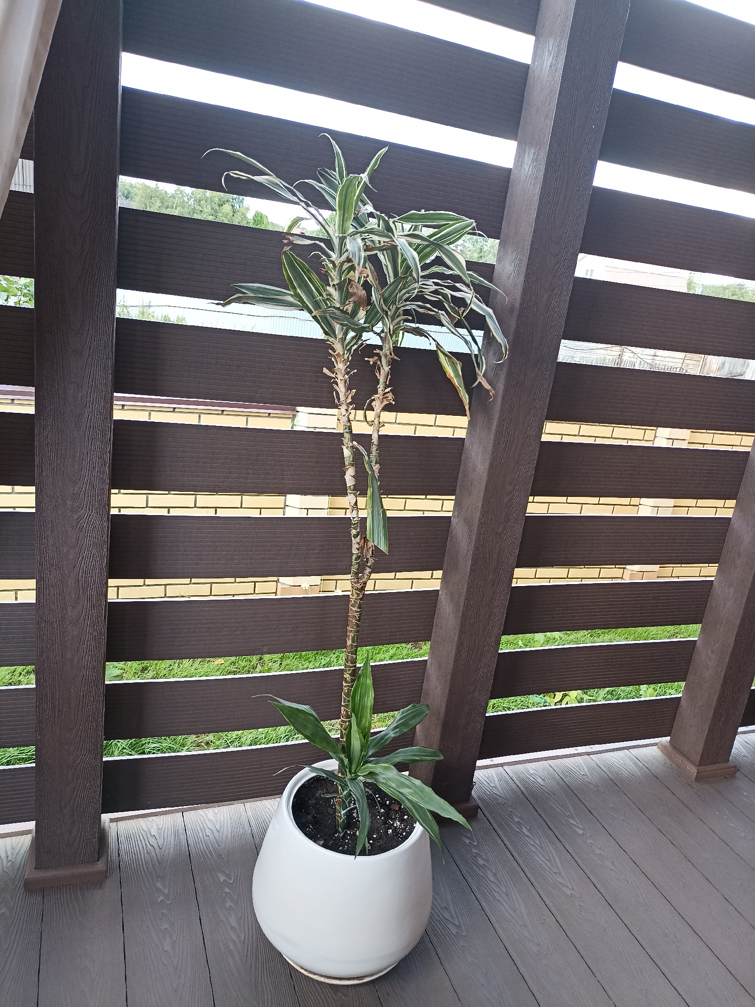 A potted plant with variegated green and white leaves stands on a gray wooden deck. The plant is in a large, white, ovular pot. Behind the plant, a dark brown fence made of horizontal planks is visible. The fence has gaps between the planks, through which a yellow brick wall and green grass can be seen. The deck appears to be part of a porch or patio. The overall scene suggests an outdoor setting, possibly a residential backyard or balcony.