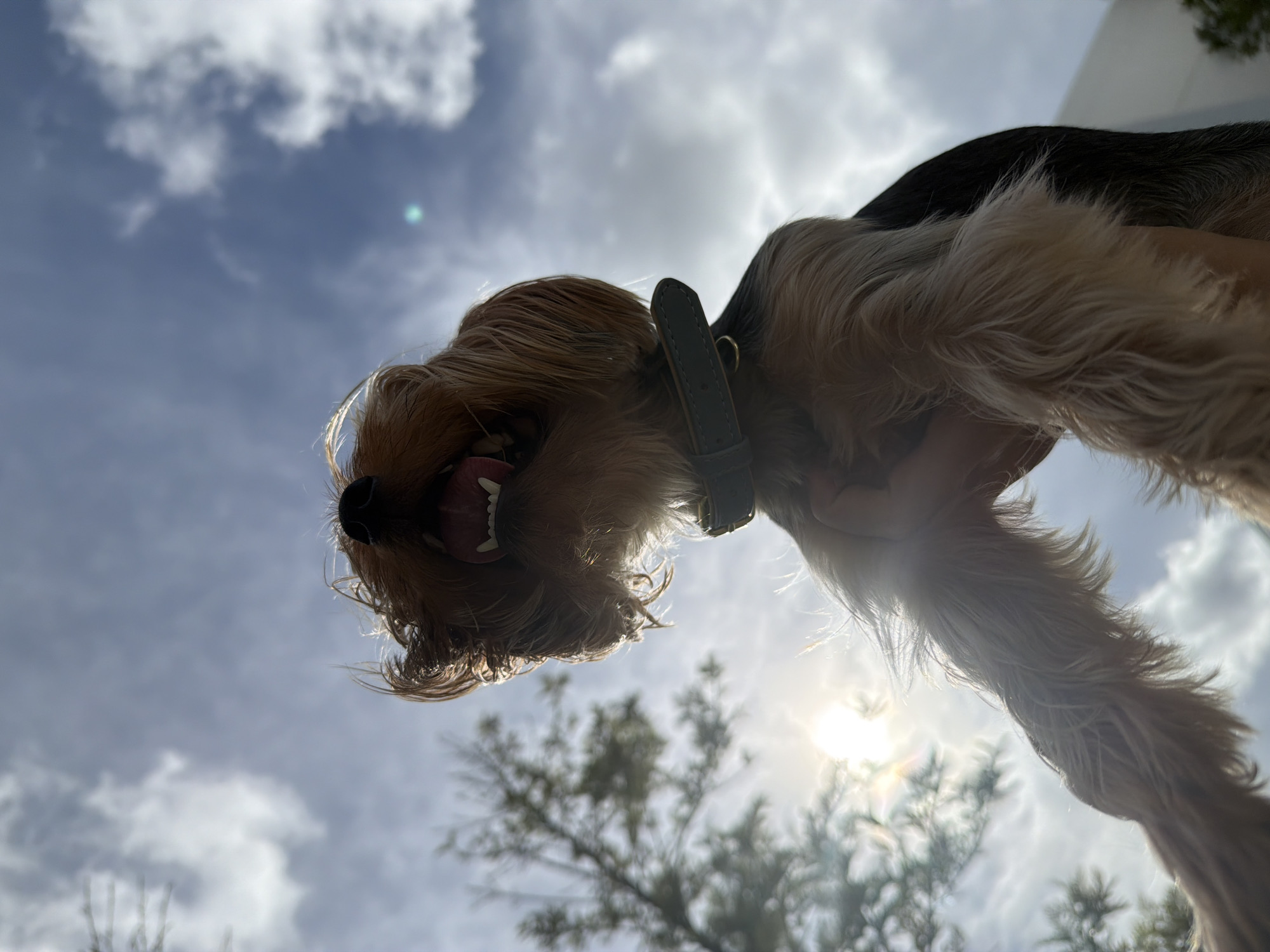 In Thep Krasatti, Thailand, a low-angle, outdoor shot captures a Yorkshire Terrier being held up against a bright, cloudy sky. The dog's mouth is open, revealing its teeth and tongue, and its fur is tousled by the wind. A dark collar with a metal ring is visible around its neck. In the background, the sun is partially obscured by clouds, creating lens flare, and the silhouette of a tree with sparse branches is visible on the left. The image composition emphasizes the dog against the expansive sky.