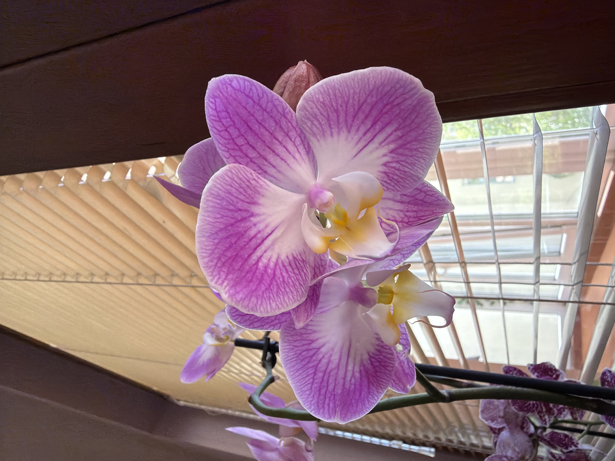 A close-up shot features a cluster of vibrant pink and white Phalaenopsis orchids, prominently displaying their characteristic striped petals and delicate yellow-white centers. An unopened orchid bud is visible at the top, just behind the main flower. The orchids are arranged on a dark stem, with other smaller blossoms and buds visible further down and out of focus. Above the flowers, a dark brown, textured surface, possibly a wooden beam or ceiling, occupies the upper left portion of the frame. Behind and below the orchids, light-colored horizontal blinds are partially drawn, casting soft shadows. Through the slats of the blinds and the window behind them, a blurred outdoor scene is visible, showing hints of greenery and distant architectural shapes under daylight. The window also appears to have vertical elements, possibly from a grille or frame. The image, taken indoors in Lovech, Bulgaria, captures the beauty of the flowers in a natural light setting. There is no visible text.