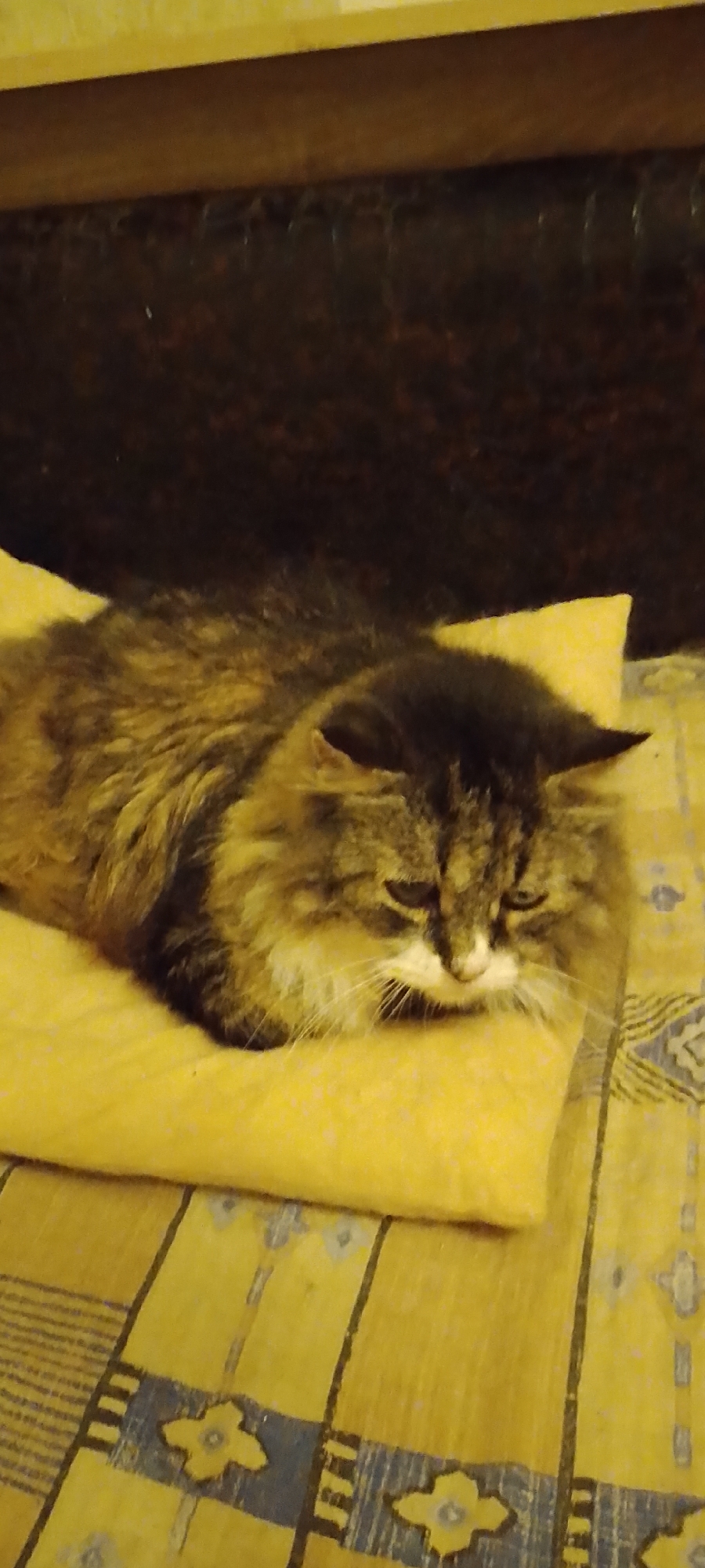 A long-haired cat with brown and black fur is lying on a yellow pillow. The pillow is on a bed with a patterned yellow and blue blanket. The background is dark and out of focus, but appears to be a headboard. The image was taken indoors, likely in a bedroom. There is no information available to determine the location in the city of Belgorod, Russia.