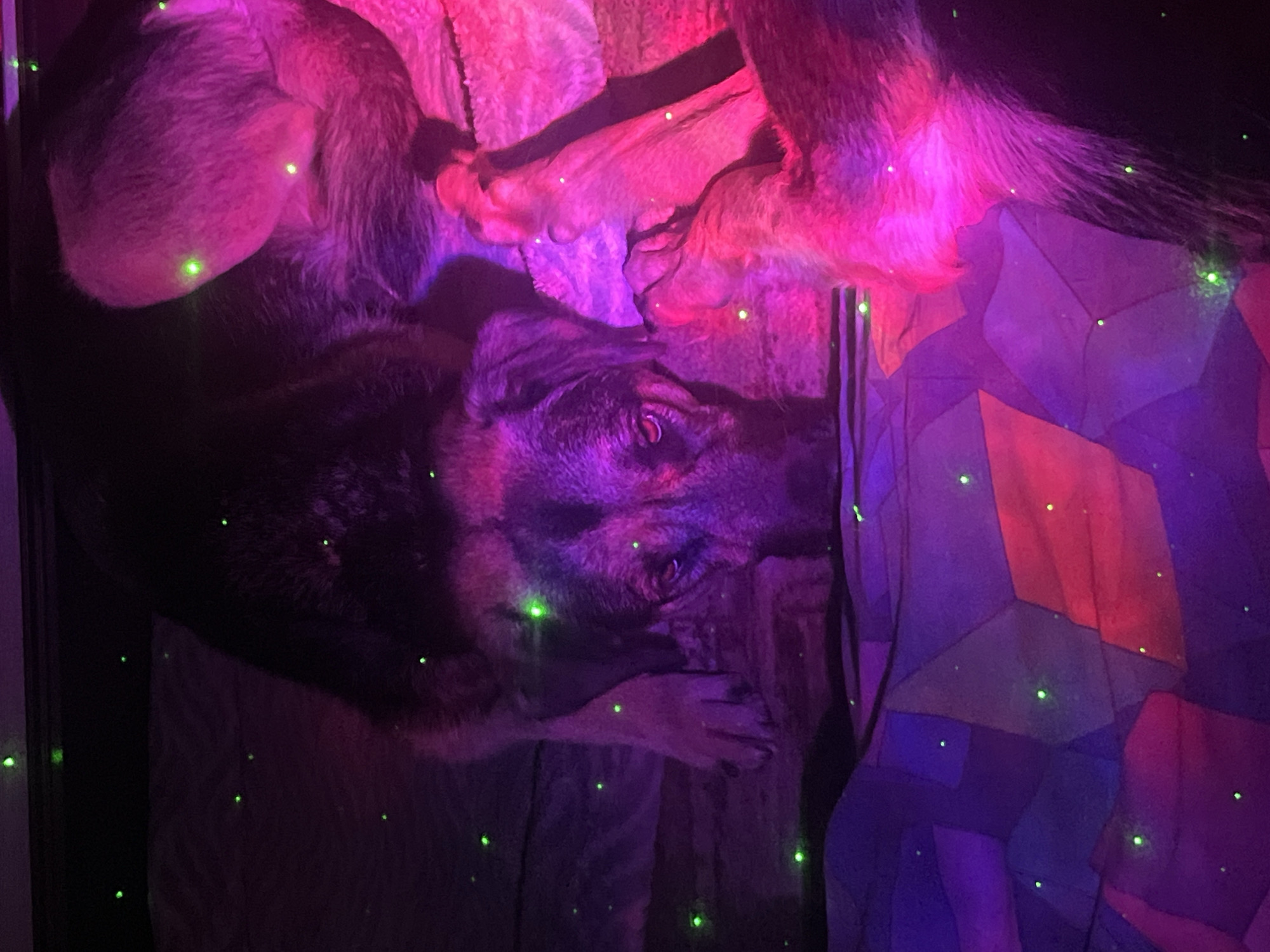 A dog lies on a blanket illuminated by pink and purple lights, with numerous green laser dots scattered throughout the room. The dog is mostly black with tan/brown markings on its face and paws. The blanket is a geometric pattern of blue, purple and red. The location is not specified in the prompt and I do not have enough information to determine it.