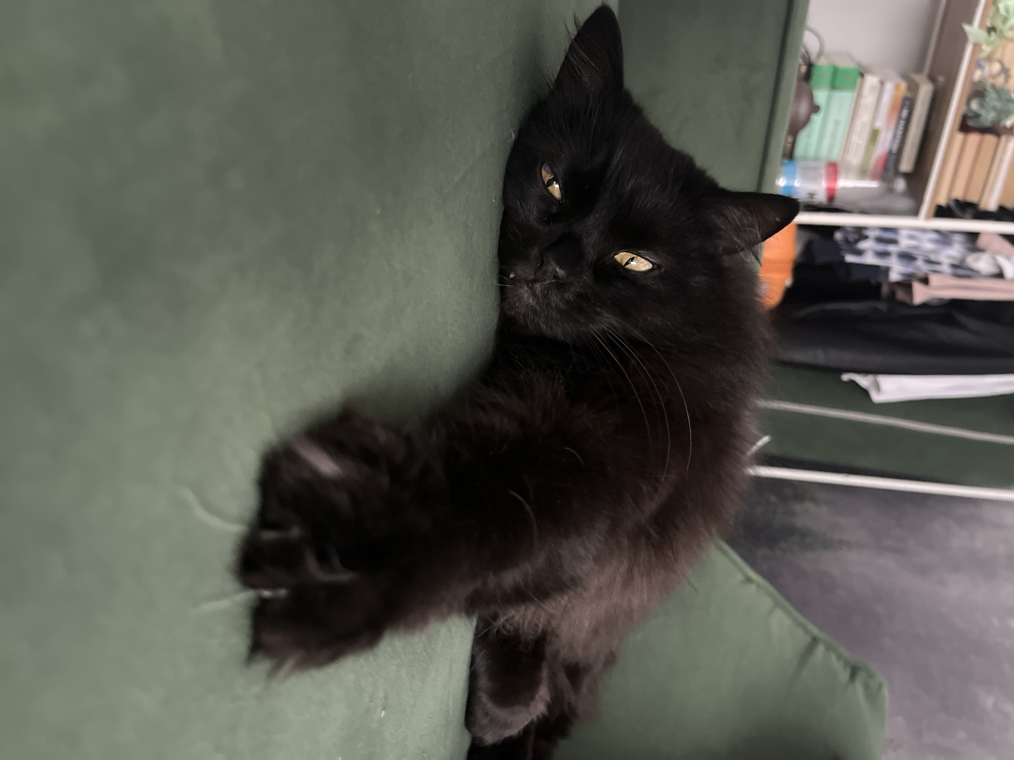 A black cat with golden eyes is pressed against the green arm of a chair. The cat is oriented vertically, with its head at the top and paws visible extending down the arm. The chair is olive-green in color. Behind the chair, out of focus, is a white shelving unit or closet filled with books, plants, and folded laundry. The floor is light gray. The location is unspecified, and there is no evidence to suggest that the image was taken in Chaikovsky, Russia.