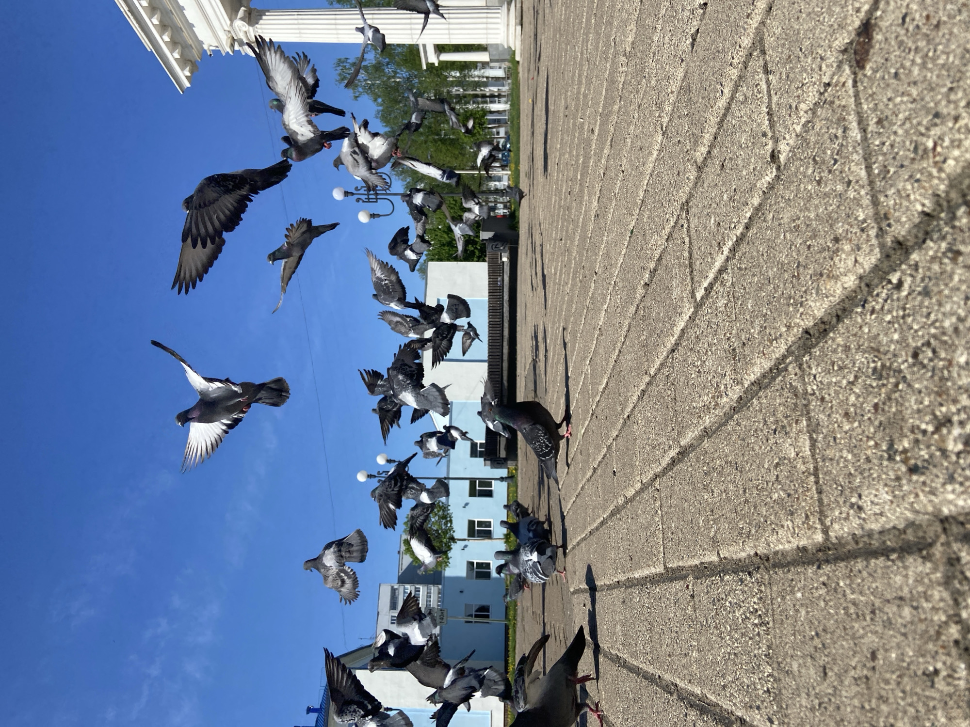The image shows a flock of pigeons in flight and on the ground in the city of Chaikovsky, Russia. The location appears to be a paved public space, possibly a square or plaza, indicated by the patterned brickwork on the ground. Architectural elements, like columns and the edge of a building with decorative molding, are visible at the top left. In the background, there are other buildings, a street lamp, and some greenery. The pigeons are the primary subjects of the photo, captured in various stages of flight and perching on the ground. The sky is blue and visible through the gaps in the flock. The image has a dynamic feel due to the motion of the birds.