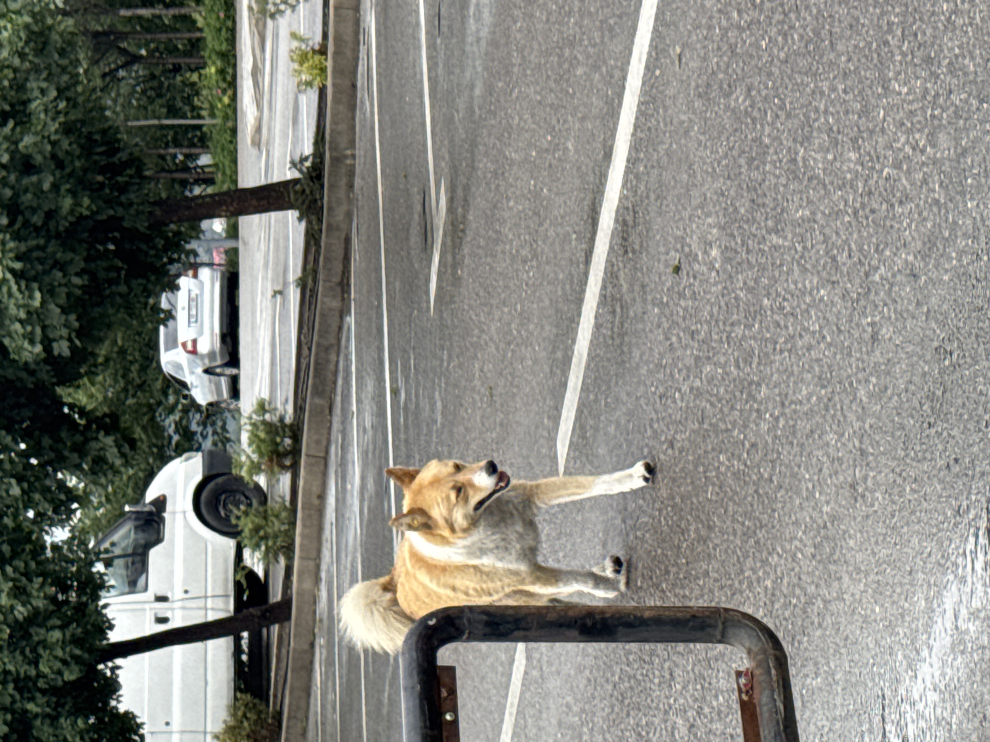 In an outdoor parking lot, a medium-sized, light-colored dog with a bushy tail walks from left to right. The dog has tan fur with white markings on its chest and legs. It is looking towards the right side of the frame with its mouth slightly open. In the background, a white van is parked on the left, and a silver sedan is visible further back. Trees line the edge of the parking lot. The ground is asphalt, marked with white lines indicating parking spaces. The scene appears to be in Tbilisi, Georgia, given the presence of a white van and a silver sedan, common vehicles in the region.