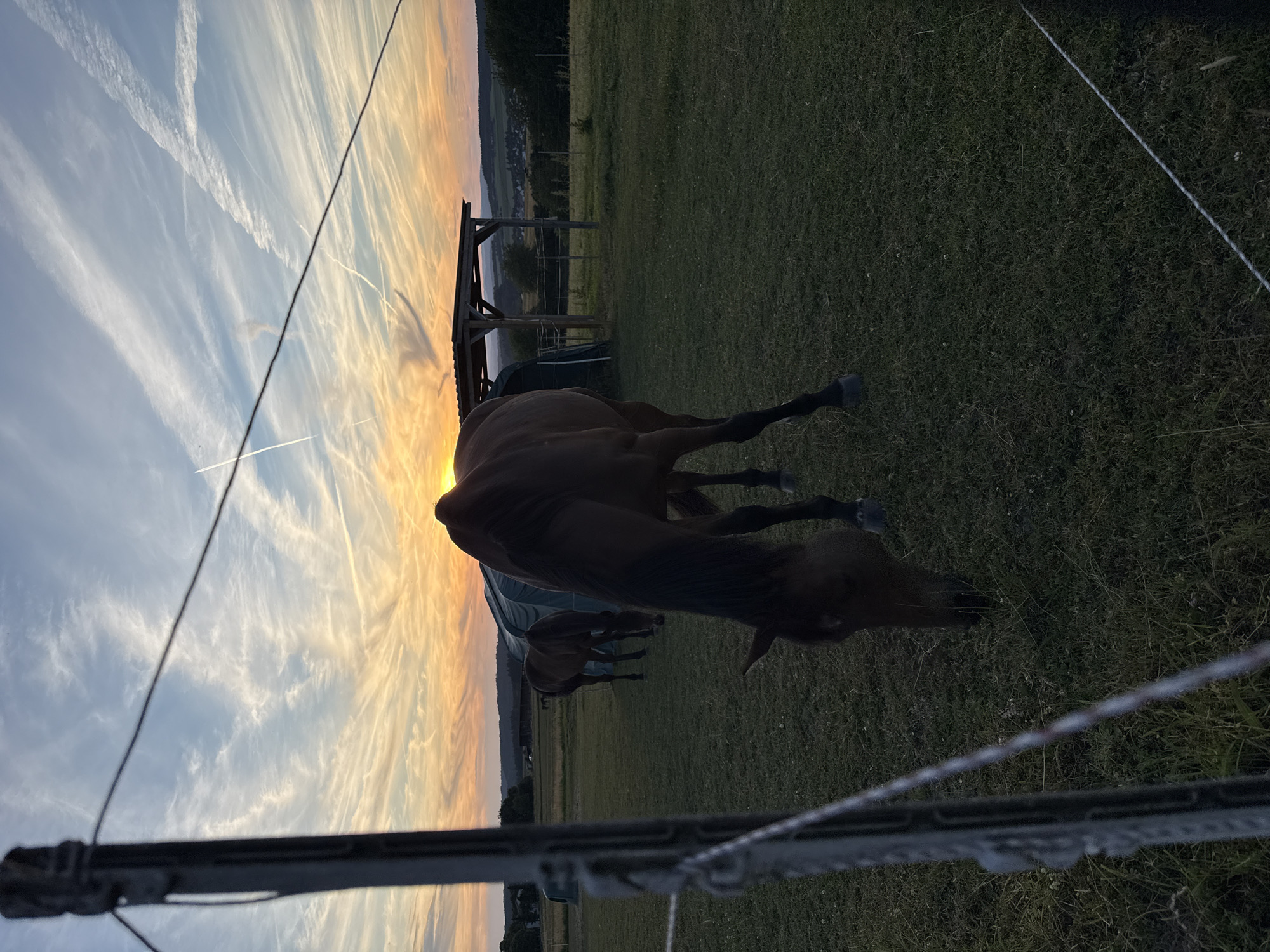 The image shows a dark brown horse grazing in a field in Oberquembach, Germany, at sunset. The sky is filled with dramatic clouds illuminated by the setting sun, casting an orange and yellow glow. In the background, there is a wooden shelter and other horses in the distance. A fence is in the foreground, partially obscuring the view. The scene is peaceful and serene, with the horse appearing calm and content.