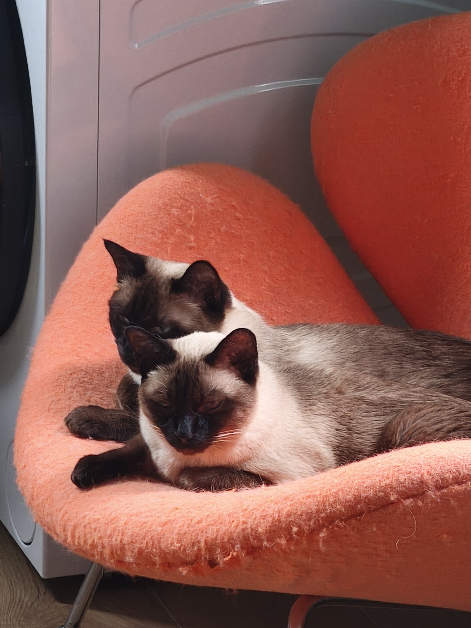 Two Siamese cats are nestled together on an orange, upholstered chair. The chair appears to be positioned next to a white washing machine. The specific location is not identifiable as being in Steklyannyi, Russia.