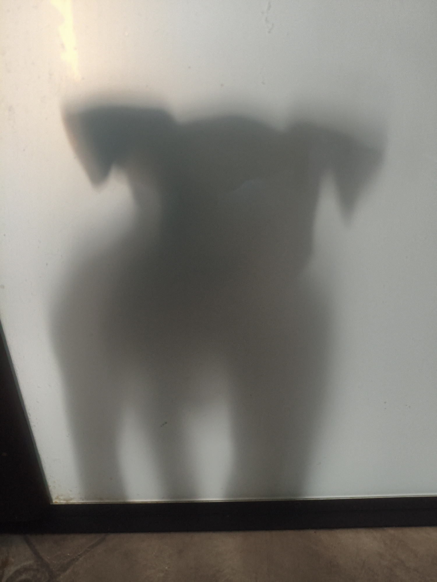 A shadow of a dog is cast on a frosted glass surface, obscuring details of its breed or color. The dog's silhouette suggests it is standing, with its head and ears visible at the top, and its body extending downwards. The shadow is dark and diffused, with soft edges. The background is a bright, likely white or light-colored, frosted glass, with a warm light source originating from the top left. A dark frame runs along the bottom of the image, and a textured surface, possibly concrete or tile, is visible beneath it. The scene is likely indoors, with the dog positioned on the opposite side of the glass from the camera. The exact location in Марковский, Russia is not discernible from the image.