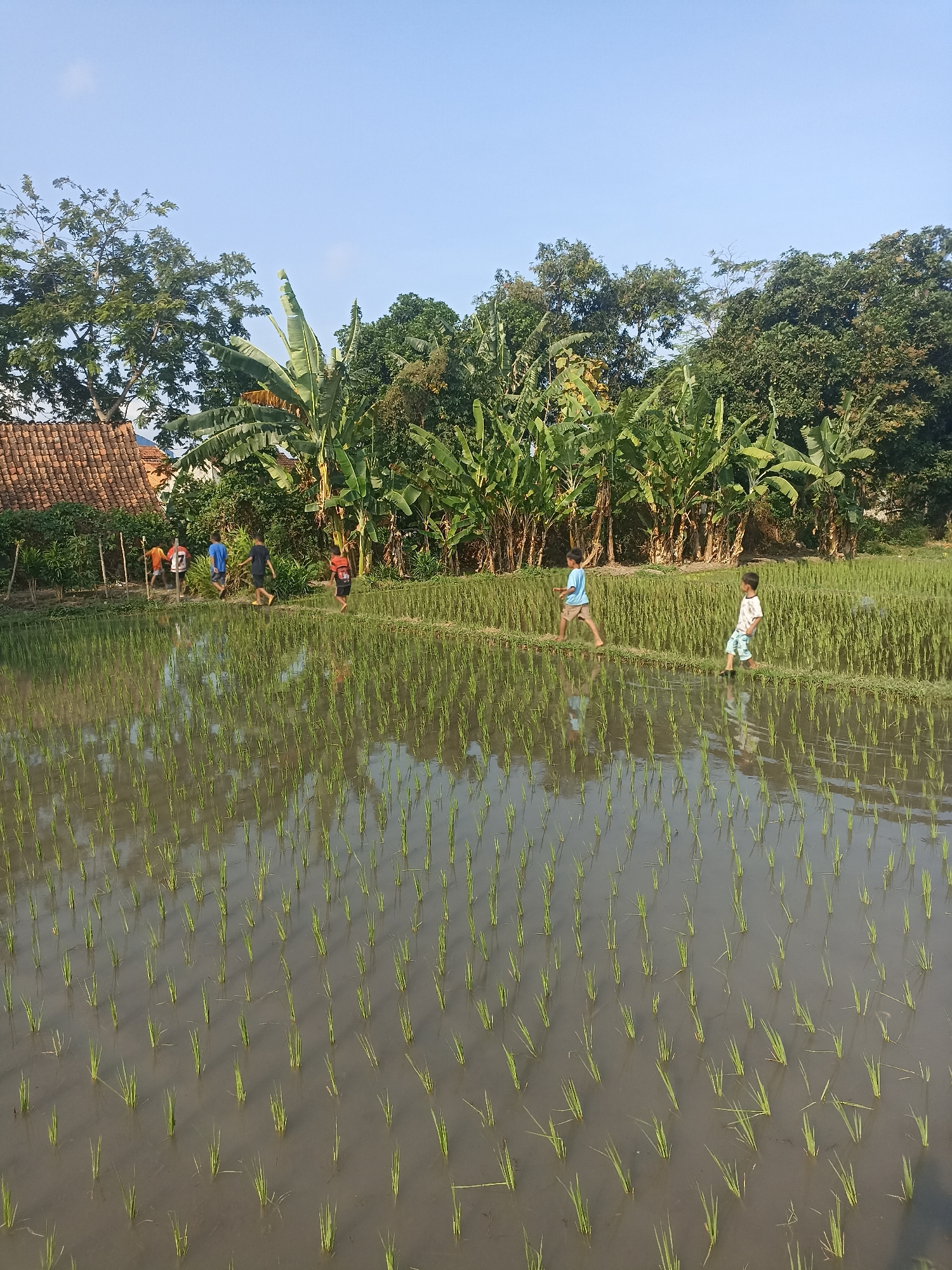 In Mojopanggung, Indonesia, a group of children are seen walking along a raised dirt path in a flooded rice paddy under a clear blue sky. The paddy is filled with young green rice shoots. In the background, lush green banana trees and other foliage are visible, along with a traditional Indonesian house with a terracotta tiled roof. The children, dressed in casual attire, are walking in various directions, some in the foreground and others further back. The water in the paddy reflects the surrounding greenery and the sky.