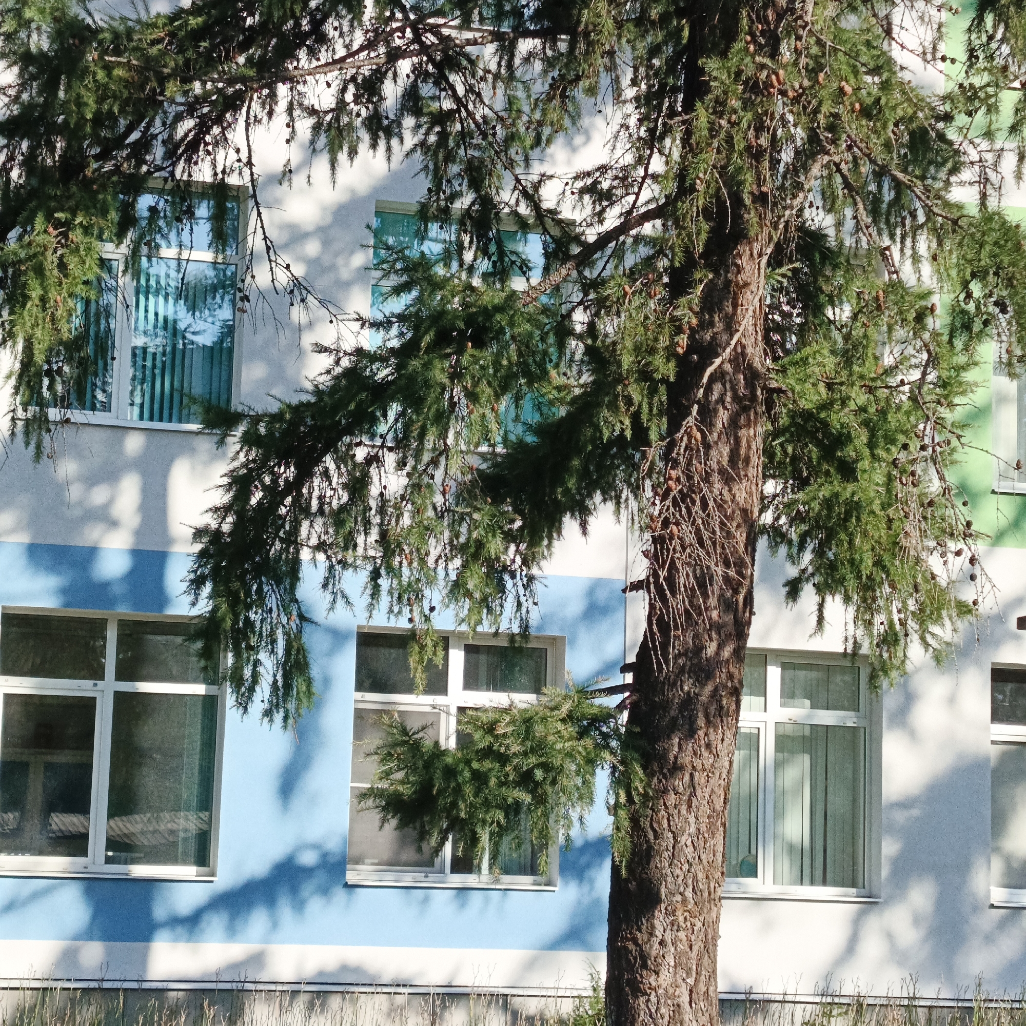 The image depicts a residential building facade in the city of Chaikovsky, Russia. The building features white and blue painted sections, with multiple windows visible. A large tree, with green needles and numerous small cones, stands prominently in the foreground, its branches extending across the facade and obscuring parts of the windows and building. The lighting suggests it is daytime, casting shadows from the tree onto the building. The environment appears to be an outdoor urban setting, with some dry grass or reeds visible at the bottom of the frame. No people are present in the image.