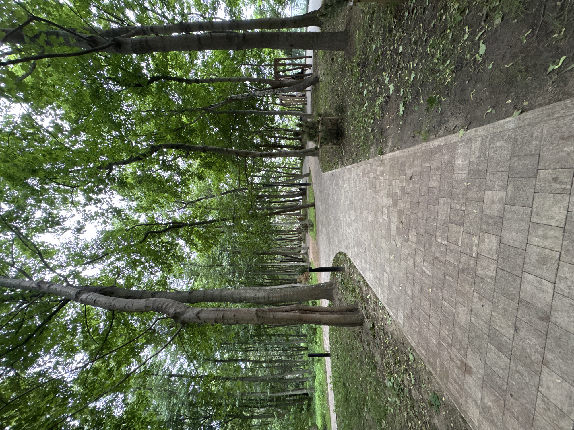 The image depicts a paved pathway winding through a park with tall trees. The pathway is constructed of light-colored rectangular pavers. To the left of the pathway, grass and scattered leaves cover the ground, with a few black lampposts visible. To the right, the ground is also covered in grass and fallen leaves, with more trees lining the area. In the background, a wooden structure that resembles a playground swing set can be seen, with a small, dark green coniferous plant in the foreground on the right side of the path. The overall scene suggests an outdoor recreational area within a wooded environment, possibly the Park of the Three Forests in Svetlogorsk, Russia, given the context. There are no people or animals visible in the image.