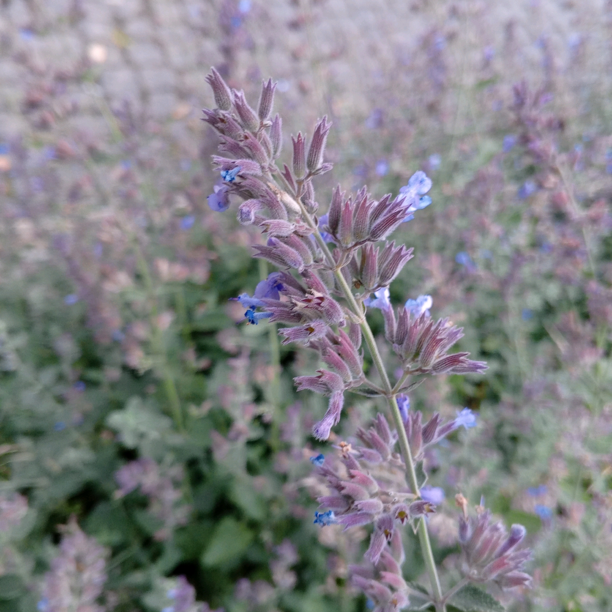 The image shows a close-up of a flowering plant with small purple and blue blossoms. The plant is in bloom and its delicate petals are visible, as well as the fuzzy texture of its stems and buds. The background is out of focus, revealing a field of similar plants, creating a soft, hazy effect. The overall impression is one of natural beauty and a peaceful outdoor setting. The image is not specific to Moscow, Russia, and does not depict any people, actions, or interactions.