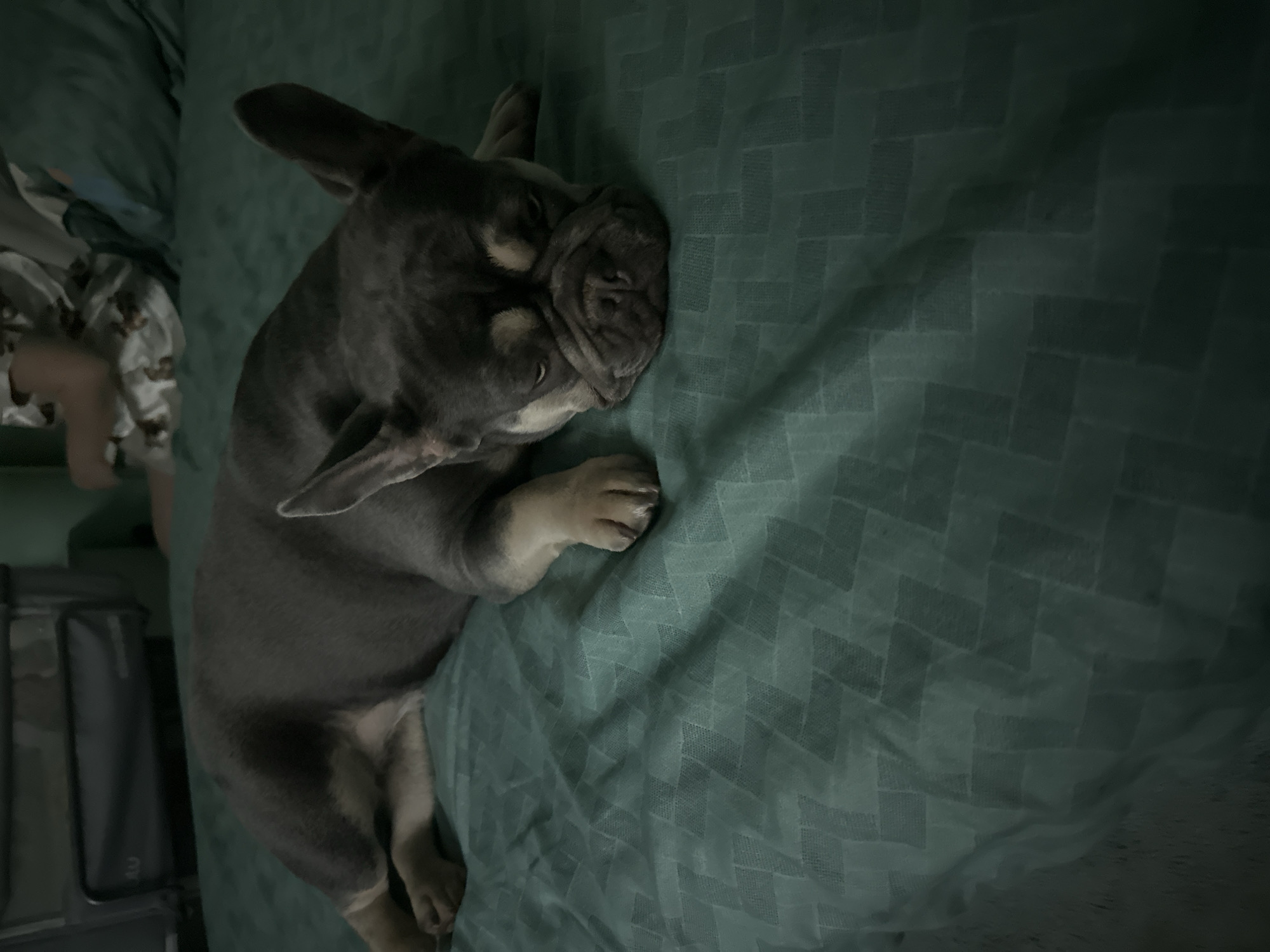 A French Bulldog lies on a teal-colored textured bed. The dog is dark grey with tan markings on its face and legs. Its eyes are partially closed, and its head is resting on the bed. The dog is positioned in the center of the frame, with the bed extending to the edges. The background is out of focus but appears to be a room with a dark object on the left and a person in pajamas sitting up on the right. The lighting is dim, casting shadows across the bed.