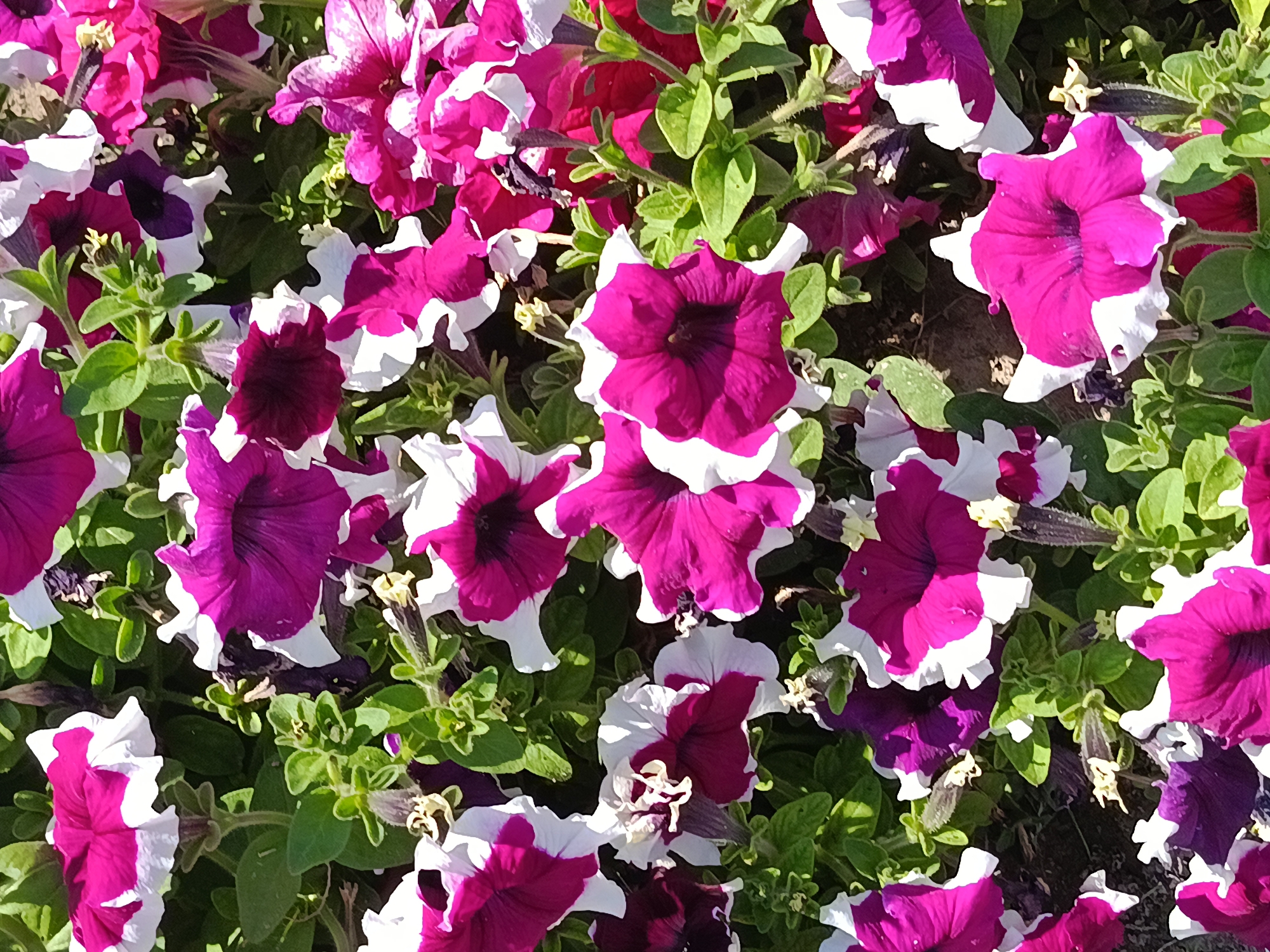 A high-angle, full shot captures a dense carpet of blooming petunias in Ak-Suu, Kyrgyzstan. The flowers exhibit a striking bicolor pattern of deep fuchsia and white, with some fully fuchsia blooms also present. Their trumpet-shaped petals are arranged in a rich tapestry, interspersed with vibrant green foliage. The overall impression is one of lush floral abundance, with the sunlight casting sharp shadows and highlighting the delicate textures of the petals and leaves. The scene suggests a well-maintained garden or flower bed, likely a public space or private garden within Ak-Suu. No people or specific landmarks are visible, focusing solely on the natural beauty of the flowers.