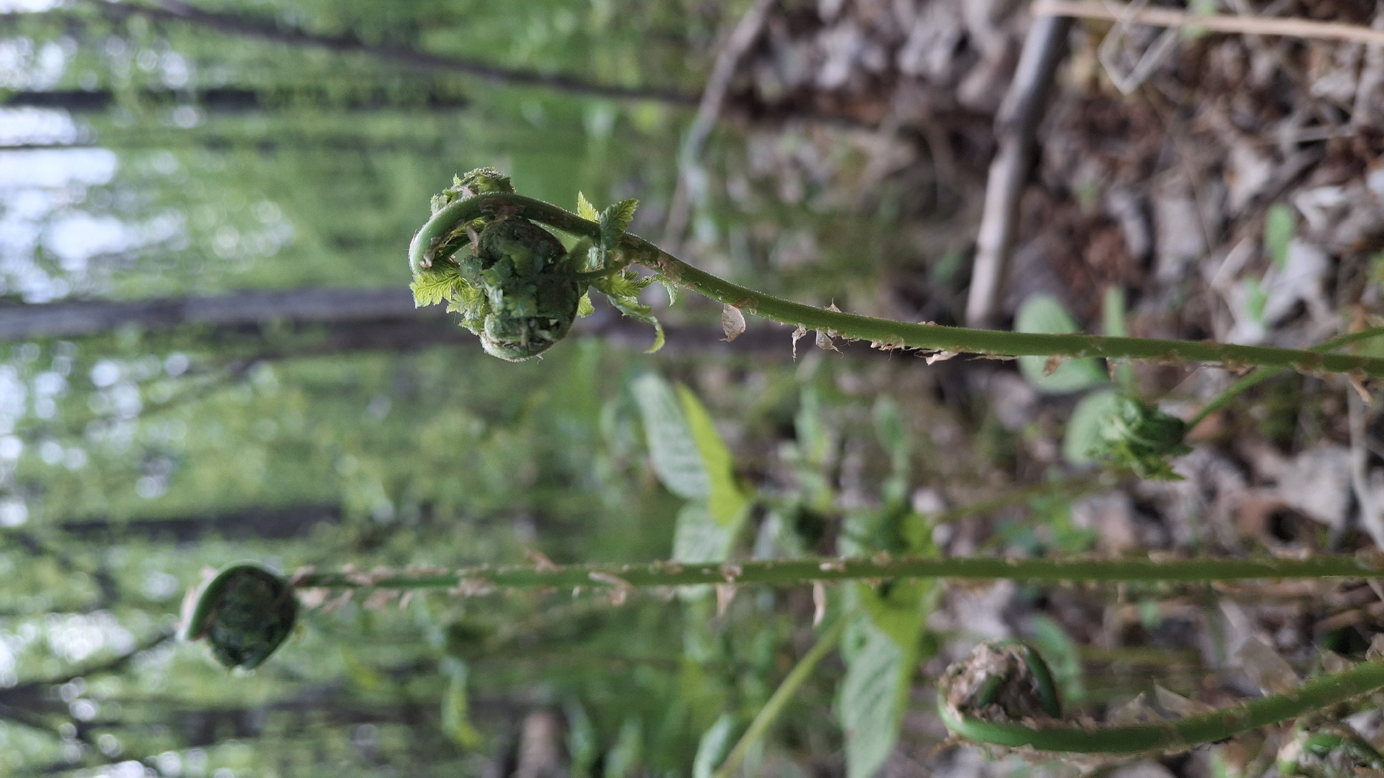 The image shows fiddleheads of ferns in a wooded area. The fiddleheads are unfurled and green. The background includes a blurred view of trees and foliage, suggesting a forest setting. The location, Innolovo, Russia, is inferred contextually. There are no people visible. The focus is on the ferns and their immediate surroundings.