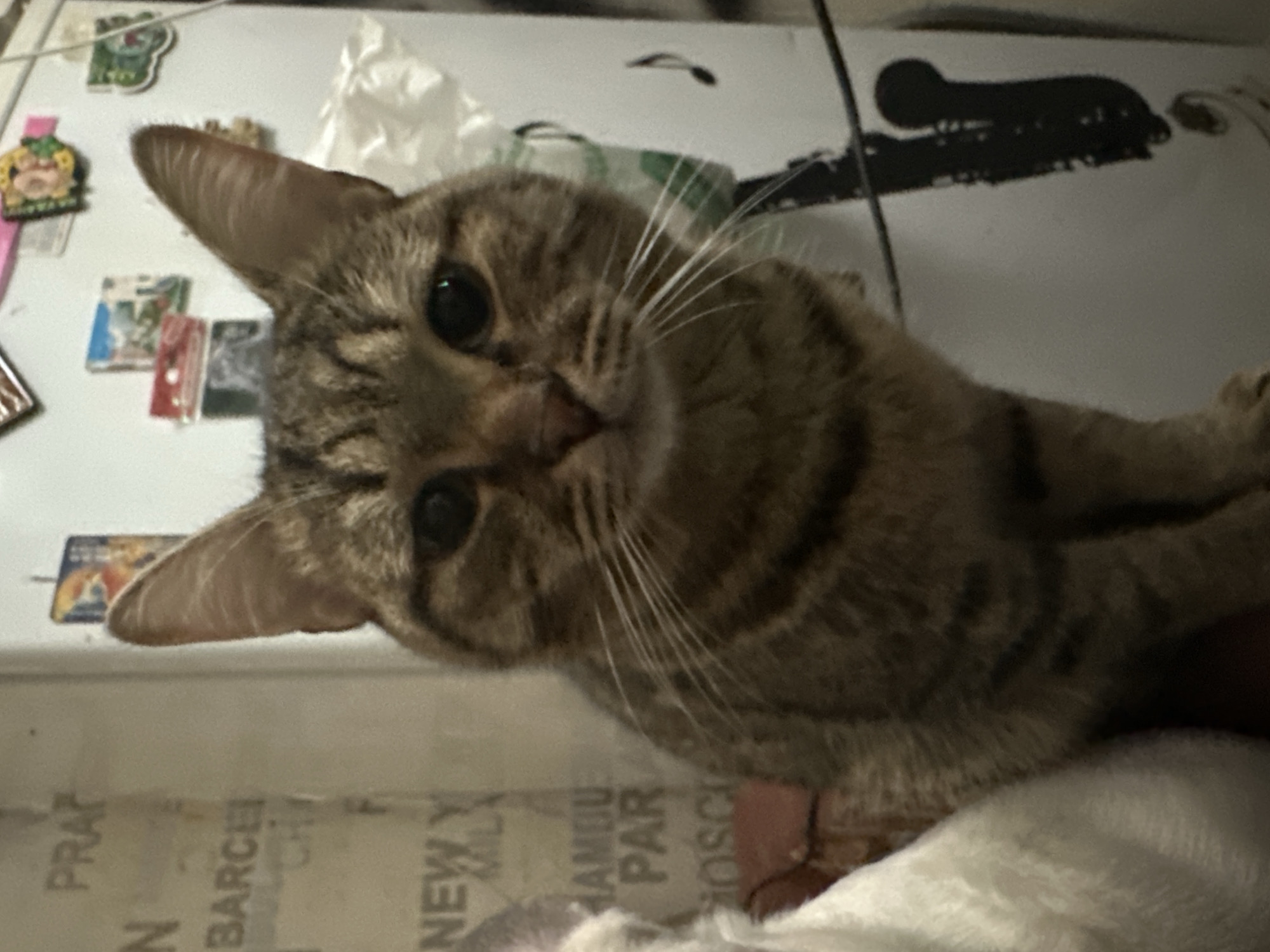 A close-up, eye-level shot shows a tabby cat with distinctive markings on its face, including dark stripes and white whiskers. The cat is facing the camera directly, with its ears perked up and its pupils dilated. In the background, a white surface is visible, adorned with various stickers and magnets, some of which appear to be travel-related with text such as "PRAGUE," "BARCELONA," and "NEW YORK." To the right of the cat, a black silhouette of a saxophone is visible on the white surface. The overall setting appears to be an indoor environment, possibly a kitchen or living area. The image does not provide any specific information about the location being Moscow, Russia.