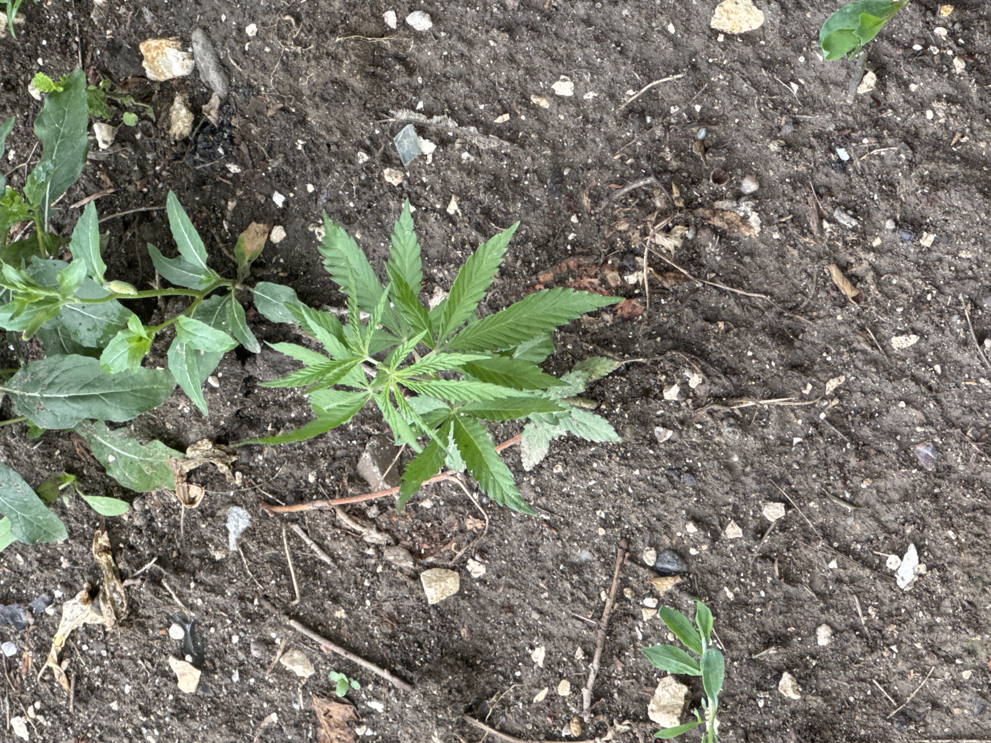 The image depicts an outdoor ground scene in the city of Unknown, Unknown. A single, young plant with distinctive serrated palmate leaves, consistent with *Cannabis*, is centrally positioned and appears healthy. Surrounding this plant are various other green plants with broader leaves, indicative of spontaneous growth. The ground consists of dark, moist soil, heavily interspersed with numerous small, light-colored pebbles, stones, and scattered dry organic matter including twigs and desiccated leaves. Notable inorganic debris includes a light blue or green glass shard positioned in the mid-right area of the frame. No human subjects, animals, or active interactions are visible.