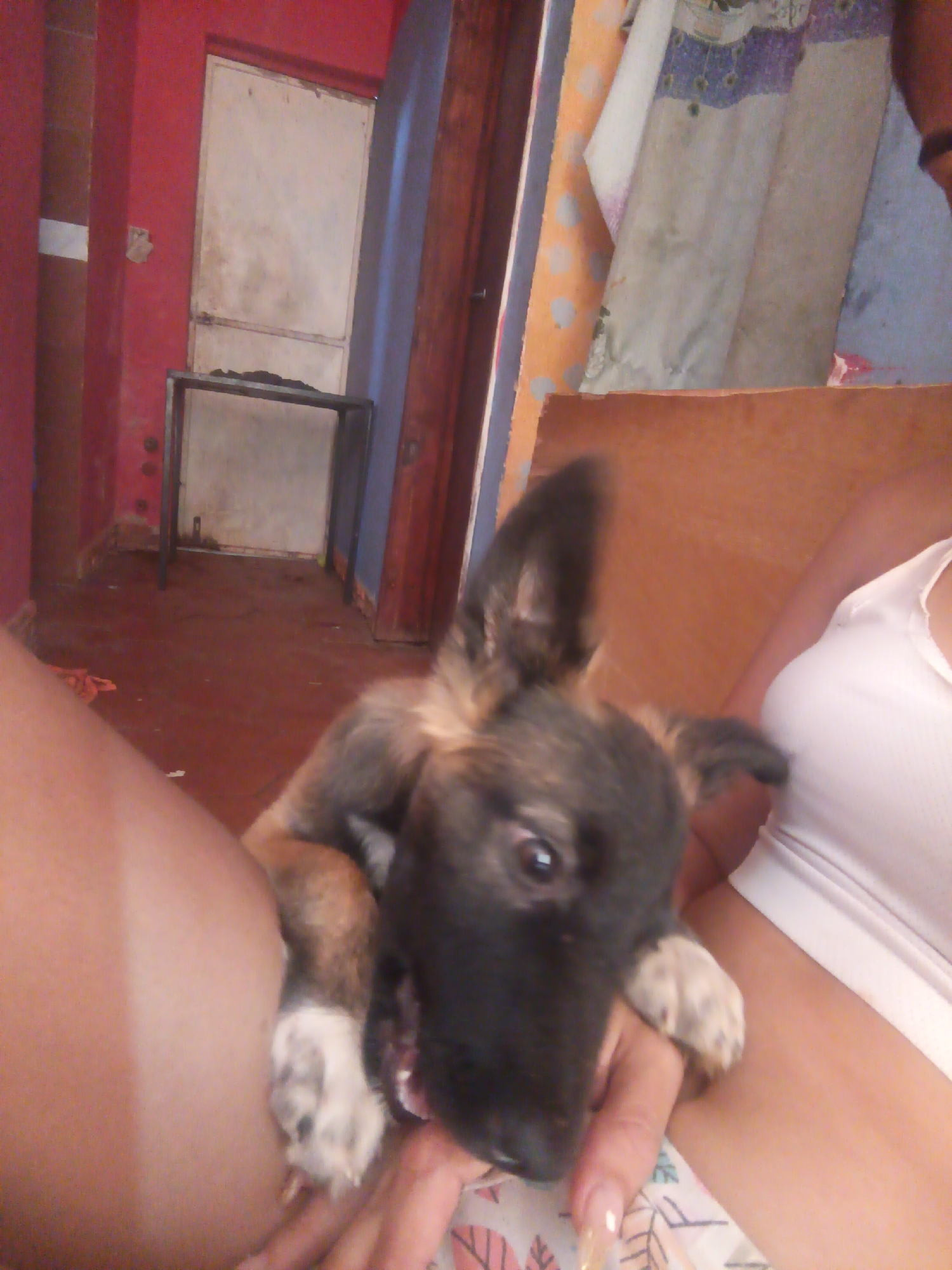 A person is holding a brown and black puppy with white paws. The person is wearing a white tank top. The background includes a red wall, a doorway with a white door, a small metal-framed table, and draped fabric. The location is inferred to be in Juan Griego, Venezuela.