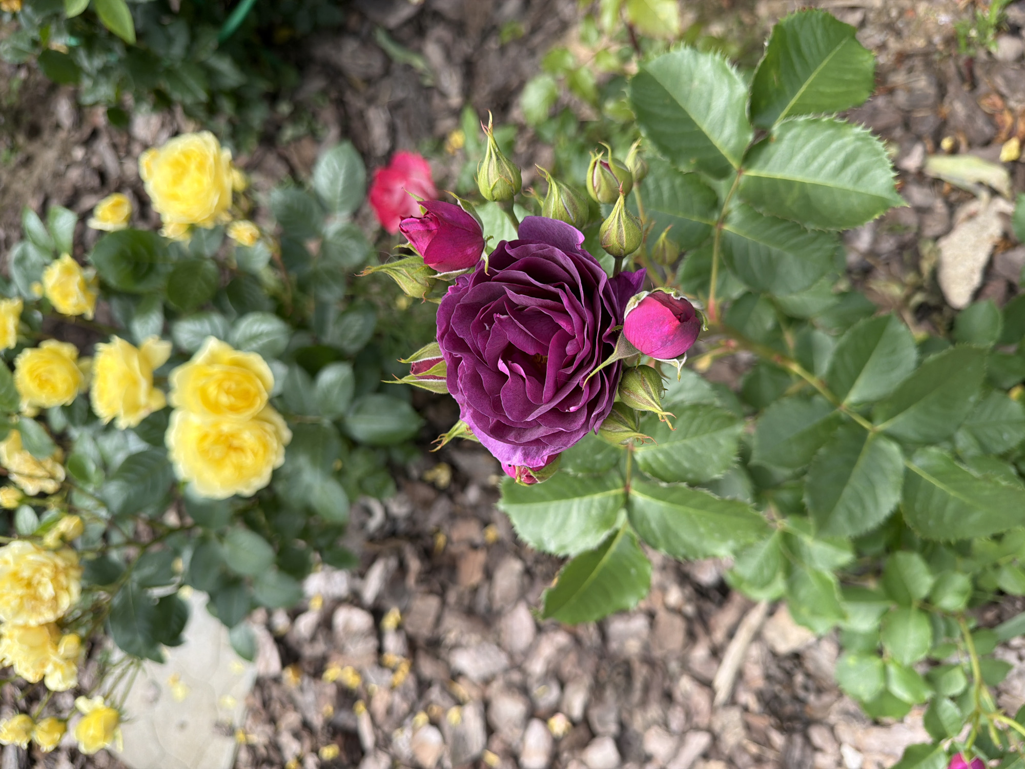 The image depicts a close-up, high-angle shot of a dark purple rose in bloom, surrounded by several rosebuds and green leaves. The rose is the central focus, with its velvety petals unfurling. Surrounding it are tight buds with hints of pink and green sepals. The leaves are a vibrant green, some with serrated edges.
In the background, clusters of yellow roses are visible, slightly out of focus, indicating depth of field. The ground is covered with mulch, consisting of bark chips and some fallen yellow petals. A hint of a pink rose can be seen further in the background, also out of focus.
The setting appears to be a garden or park area. The overall impression is one of natural beauty and floral abundance. There are no people or animals present in the image, and no overt actions or interactions are taking place. The scene is static and focuses solely on the botanical elements. The location is described as Шчомысліцкі сельскі Савет, Belarus, suggesting an outdoor, possibly rural or suburban, environment within that region.