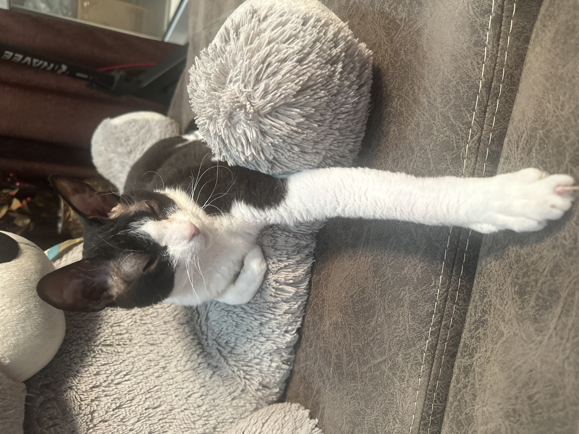 A black and white Devon Rex kitten with white whiskers is resting on a brown leather couch, nestled between two fluffy grey plush toys. The kitten's eyes are partially closed, and its body is relaxed. One of its front paws is extended forward. In the background, a brown curtain and a black scooter with the brand name "HAVE" are visible. The image appears to be taken indoors, possibly in a living room. The overall scene depicts a domestic setting with a pet cat.