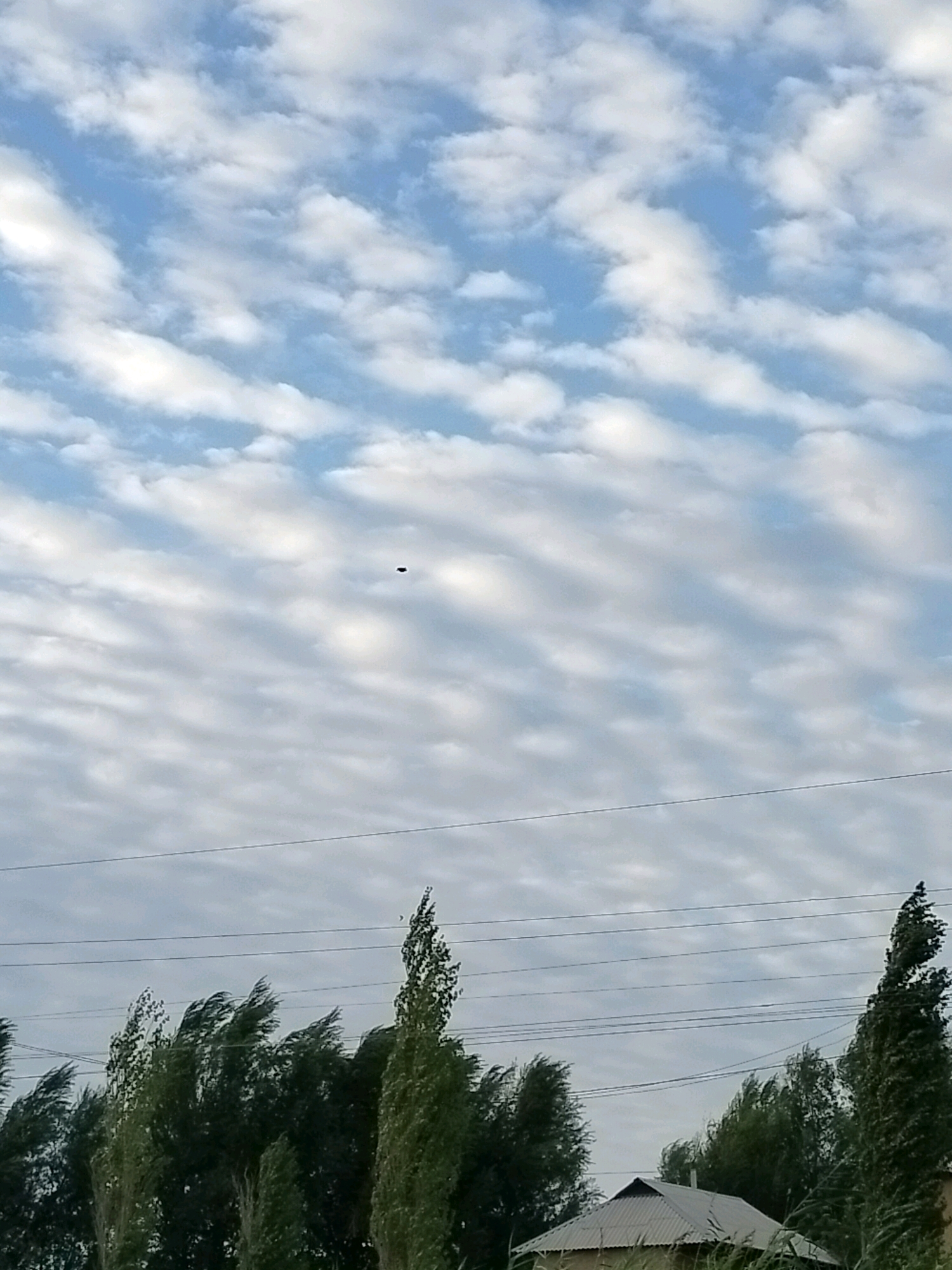 In the city of Kölkent, Kazakhstan, an outdoor scene captures a portion of the sky and the upper parts of trees and a building. The sky is a pale blue, filled with undulating white clouds that form a distinct pattern of waves. In the upper-middle section of the frame, a small, dark, disc-shaped object is visible against the clouds. The middle ground of the image is dominated by the tops of tall, green trees, some of which are swaying as if in a strong wind. A few thin, dark power lines are stretched horizontally across the scene above the trees. In the lower right corner, the corrugated metal roof of a building with a peaked structure is partially visible, peeking out from behind the trees. The overall impression is one of a slightly windy day with a peculiar object in the sky.