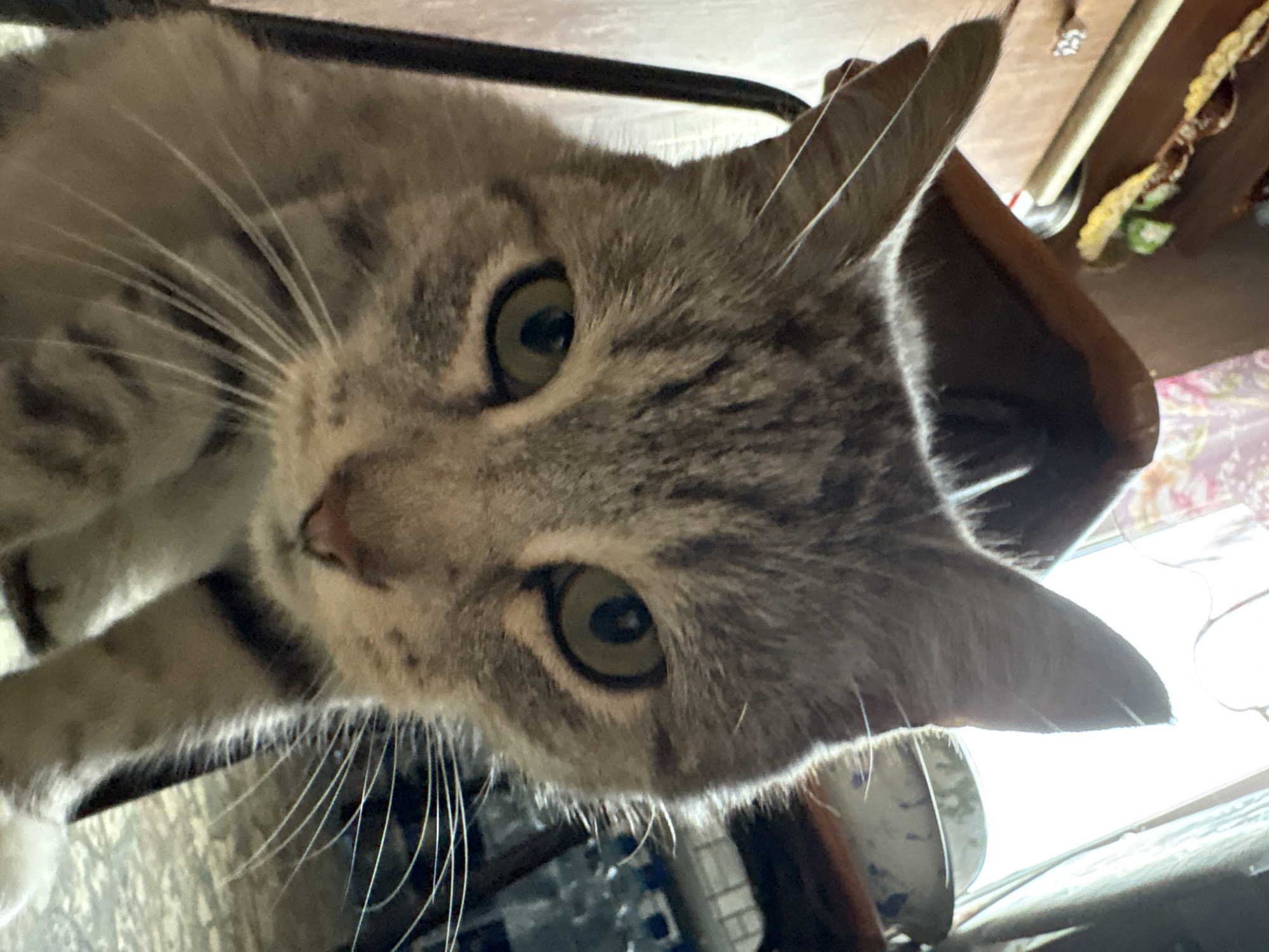This is a close-up, low-angle indoor photograph of a tabby cat. The cat is facing the camera, with its head slightly tilted and its eyes wide open. The cat has grey and black striped fur, green eyes, and long white whiskers. It appears to be sitting on a dark chair with a metal frame. In the background, there are various objects, including what appears to be a shelf with some items on it, a patterned fabric, and possibly a window with bright light coming through. The overall environment seems to be a domestic setting. There is no information in the image to suggest it is located in Ветлужский, Russia.