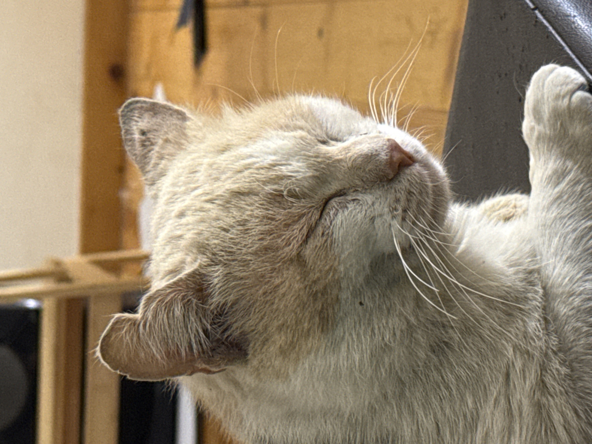 A close-up, profile shot captures a light-colored cat with its eyes closed, appearing to be resting. The cat's fur is a mix of white and light brown. The background is blurred, showing wooden flooring and furniture, suggesting an indoor domestic setting. The image does not contain any elements that would allow for the identification of a specific location in Sofia, Bulgaria.
