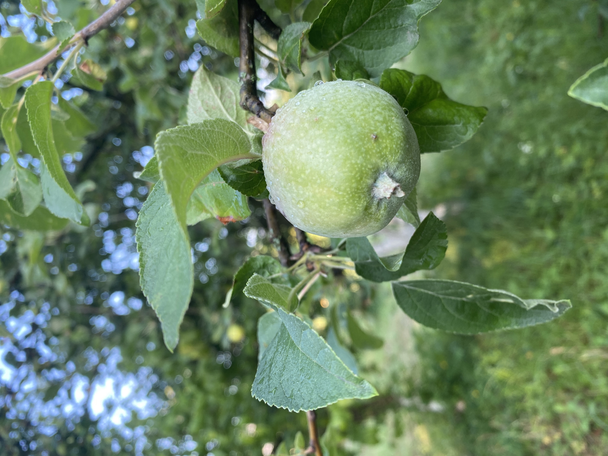 A close-up, eye-level shot captures a single green apple hanging from a branch in an apple tree. The apple is round and unripe, with a slightly fuzzy texture and visible water droplets on its surface. It is surrounded by lush green leaves, some of which are also covered in water droplets. The background is a soft, blurred expanse of green foliage and dappled sunlight, suggesting an outdoor setting in a natural environment, likely a garden or orchard. The image's focus is on the apple and its immediate surroundings, highlighting the natural beauty of the fruit and its growth.
