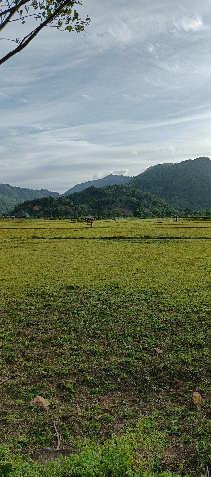 The image shows a wide, green agricultural field with a series of rolling, tree-covered hills in the background. The sky above is partly cloudy with a mix of blue sky and wispy white clouds. In the middle ground of the field, there are two small, thatched-roof structures. The foreground of the image shows a rougher, less manicured grassy area with some rocks and fallen branches. The overall scene depicts a rural landscape, likely in the city of Lammanyang, Indonesia, characterized by its natural beauty and agricultural use.