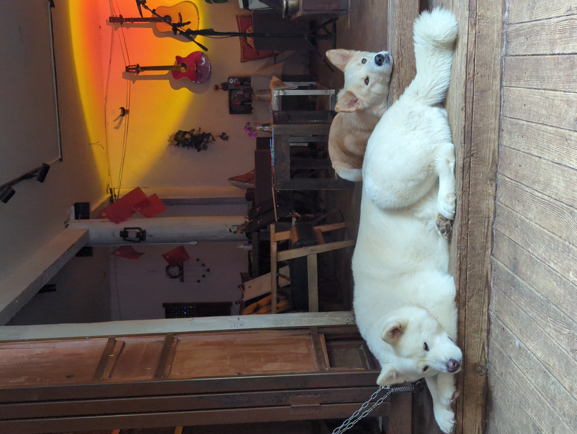 In an indoor/outdoor space with wooden flooring and a rustic, open-air aesthetic, two dogs are resting. In the foreground, a large, fluffy white dog lies on its side with its head resting on its paws, looking downwards. A chain is attached to its left side, leading towards a wooden structure. Behind the white dog, a lighter-colored dog, with cream and tan fur, is lying on its stomach, looking towards the right of the frame.
The background reveals an interior space with wooden furniture, including tables and chairs. A wall is decorated with several red flags and a lantern. Two acoustic guitars are mounted on the wall, and colorful lighting casts a warm yellow and orange glow on the upper portion of the scene. The overall impression is a relaxed and perhaps bohemian atmosphere, possibly in a cafe or a guesthouse in Gucheng District, China, given the presence of the flags.