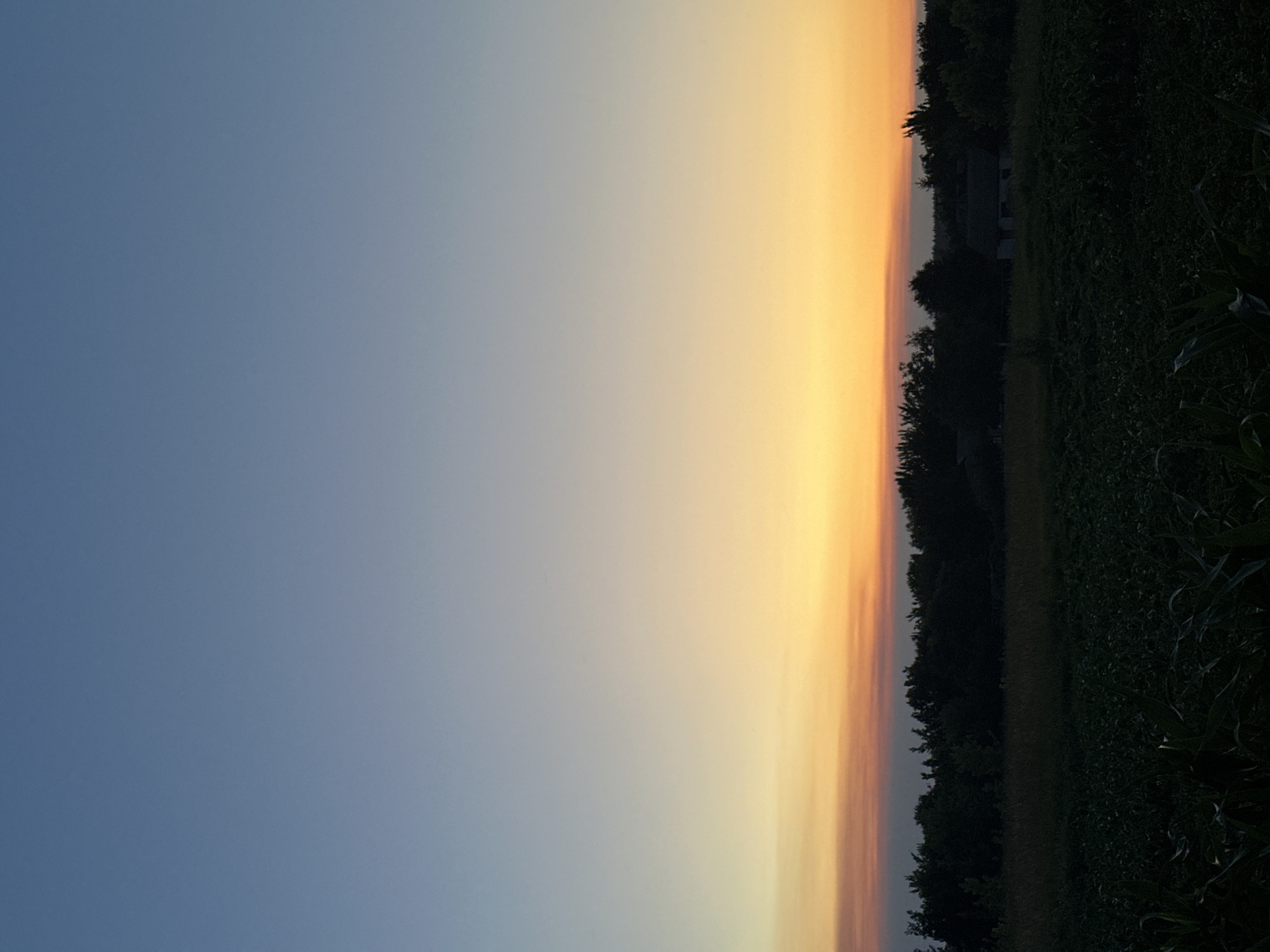 An outdoor, low-angle, vertical, full shot captures a serene sunset scene over a rural landscape. The sky transitions from a deep, clear blue at the top to a soft gradient of orange and yellow hues near the horizon, indicative of twilight. A thin band of reddish-orange clouds is visible just above the tree line.
Dominating the lower half of the image is a dark silhouette of a dense line of trees, interspersed with the faint outlines of a few small buildings. The foreground features a field of dark green crops, possibly corn, with some stalks visible closer to the viewer. The overall impression is one of tranquility and the end of a day in a rural setting, likely in Busheve, Ukraine, given the information provided. There are no people or animals visible in the frame. The lighting suggests it is late evening, just after sunset.