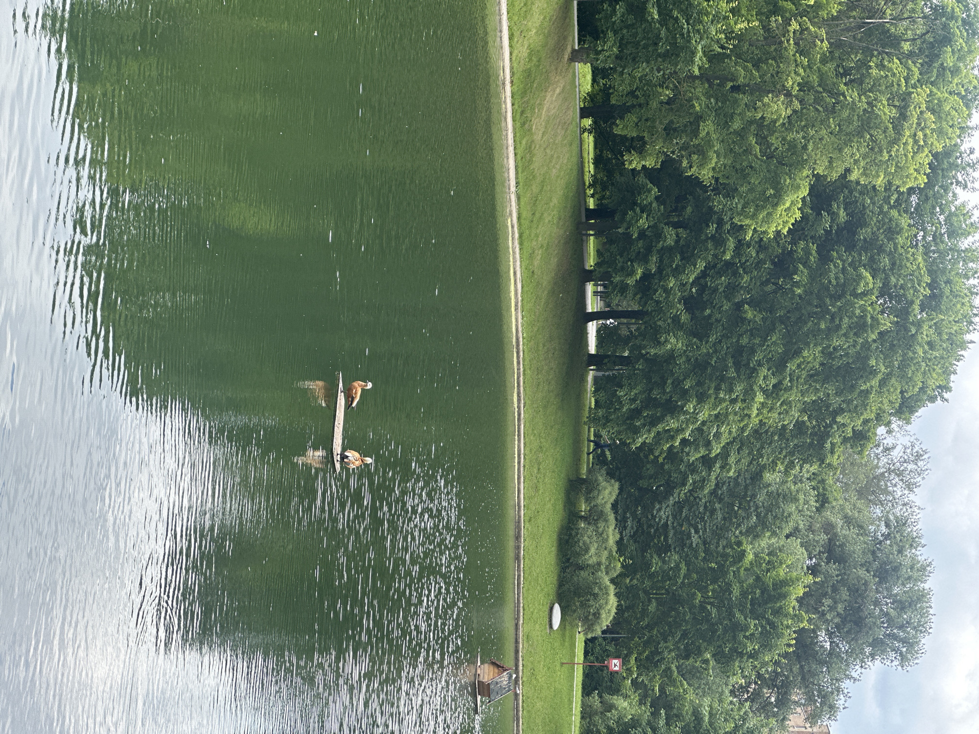 A serene, overcast day scene unfolds in a city park featuring a tranquil pond. The pond, with its subtly rippling, green water, occupies the majority of the frame, reflecting the lush foliage of the surrounding park. On the water's surface, a small wooden raft supports two ducks. One duck is facing left, while the other faces right. In the middle distance, a quaint, wooden birdhouse with a dark roof floats on the water, a solitary pigeon perched on its peak. The pond is bordered by a grassy embankment, dotted with trees that form a dense, verdant backdrop. A walking path meanders along the edge of the grass, and a red sign with a white symbol is visible on a post in the distance. The overall impression is one of peaceful natural beauty within an urban setting.