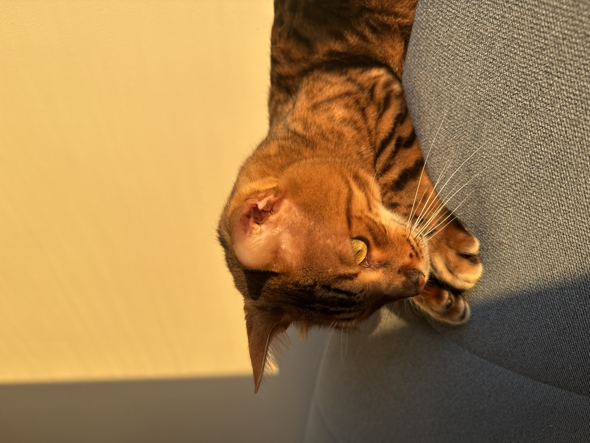 A Bengal cat with golden eyes and orange and black striped fur is lying on a grey couch. The cat is looking down with its paws tucked in front of its face. The sunlight is hitting the cat from the right, casting a warm glow on its fur and a shadow on the wall behind it. The background is a light yellow wall. The image does not contain any information about the city of Sochi, Russia.