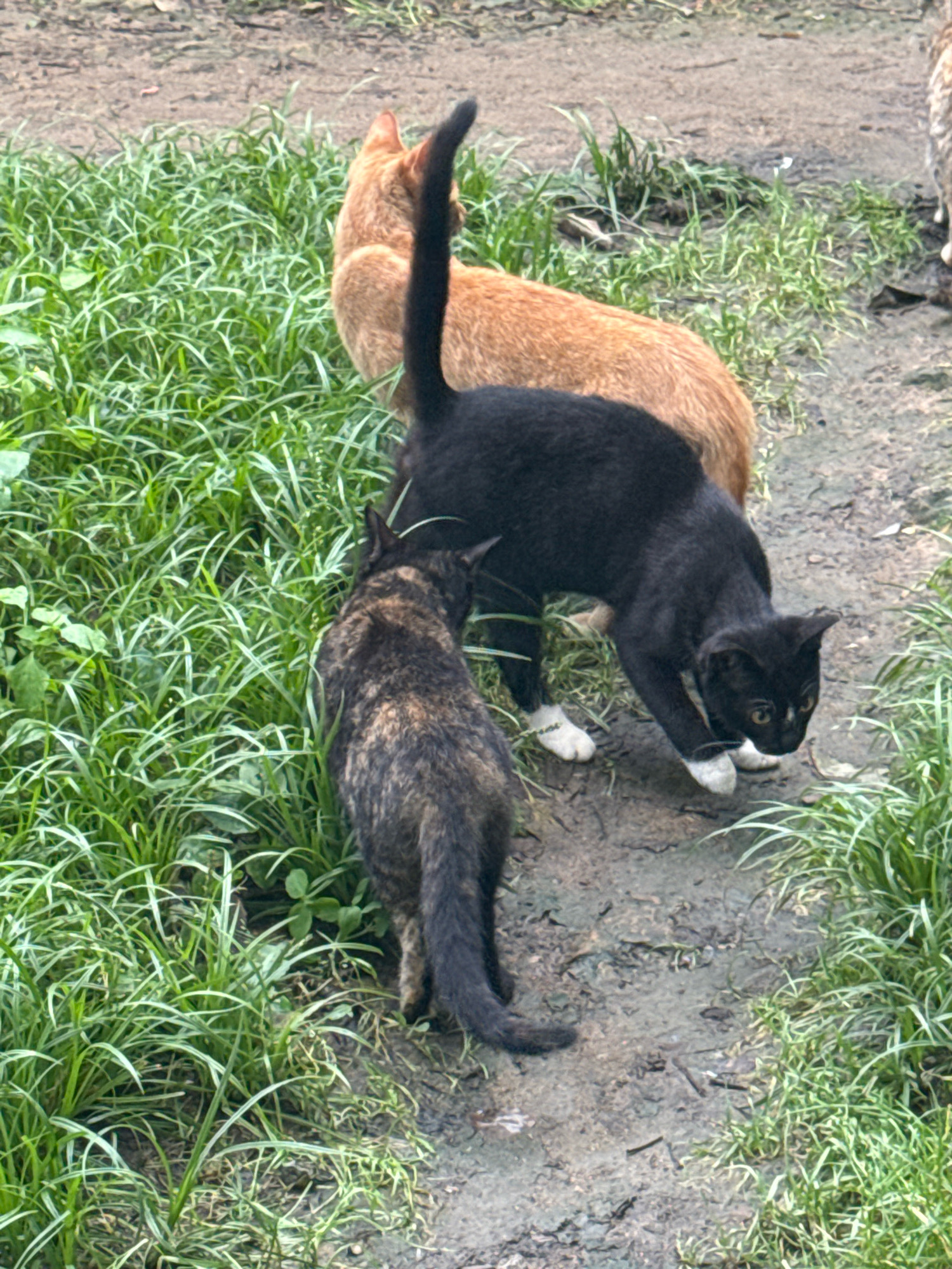 Three domestic cats are visible in an outdoor environment with patchy dirt and dense green grass. In the background, a ginger cat stands facing away from the camera. In the middle ground, a black cat with white paws is crouched, looking down and to its right. In the foreground, a brindle-colored cat is facing away from the camera, with its tail visible. The scene appears to be in a somewhat unkempt area, potentially a yard or park. No human subjects are present. The lighting suggests it is daytime, with overcast conditions. The location is identified as Vladivostok, Russia.