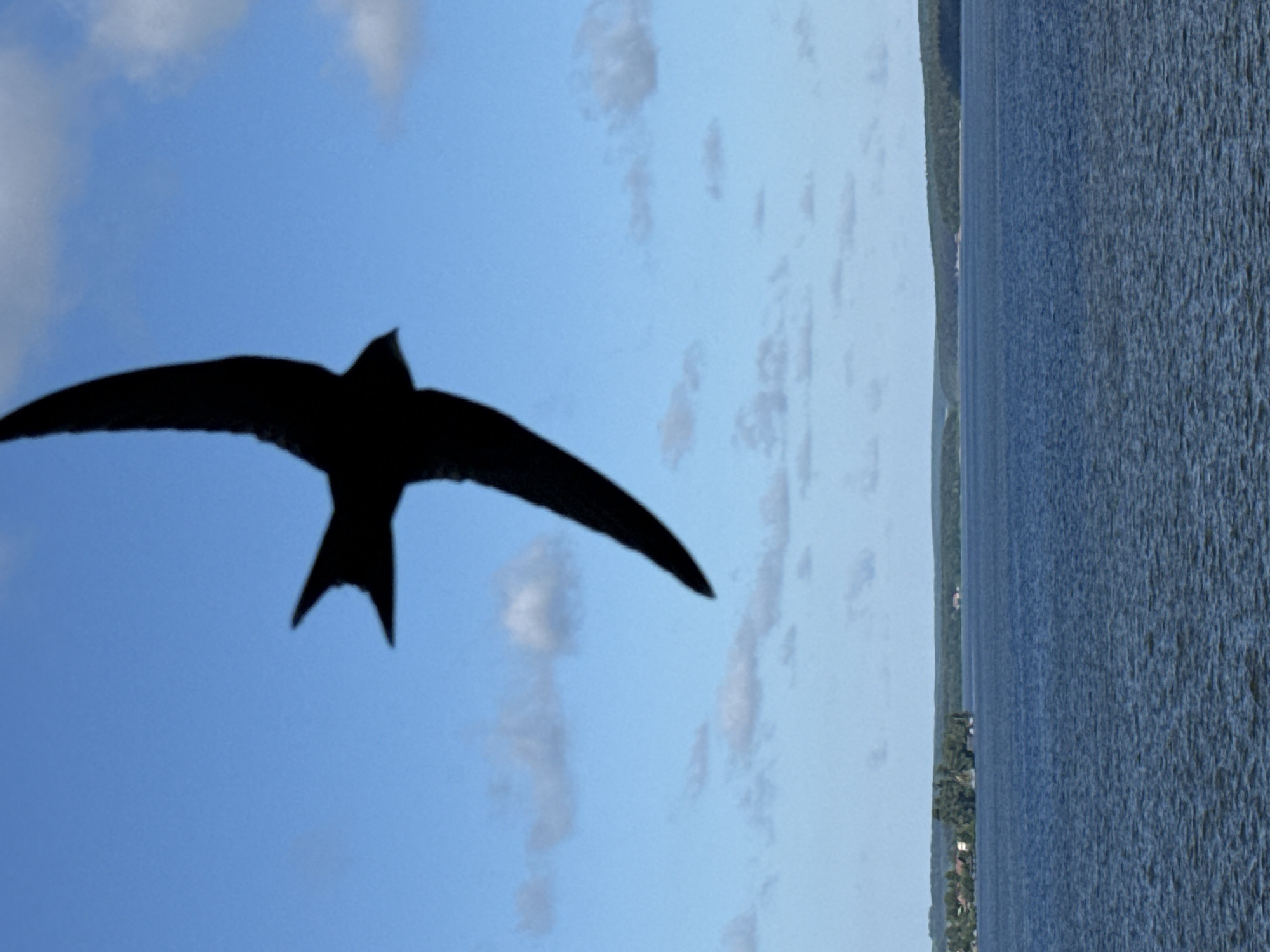 A silhouetted bird with wings outstretched is captured mid-flight against a bright blue sky with scattered white clouds. The bird appears to be a swift, given its distinctive shape. Below the sky, a wide expanse of blue water, likely a lake or river, stretches towards a distant shoreline. The shoreline is lined with a dark green forest, interspersed with a few scattered buildings that appear to be houses or cottages. The water exhibits a rippled texture, indicating a gentle breeze. The overall scene is serene and natural. The location is not specified in Votkinsk, Russia.