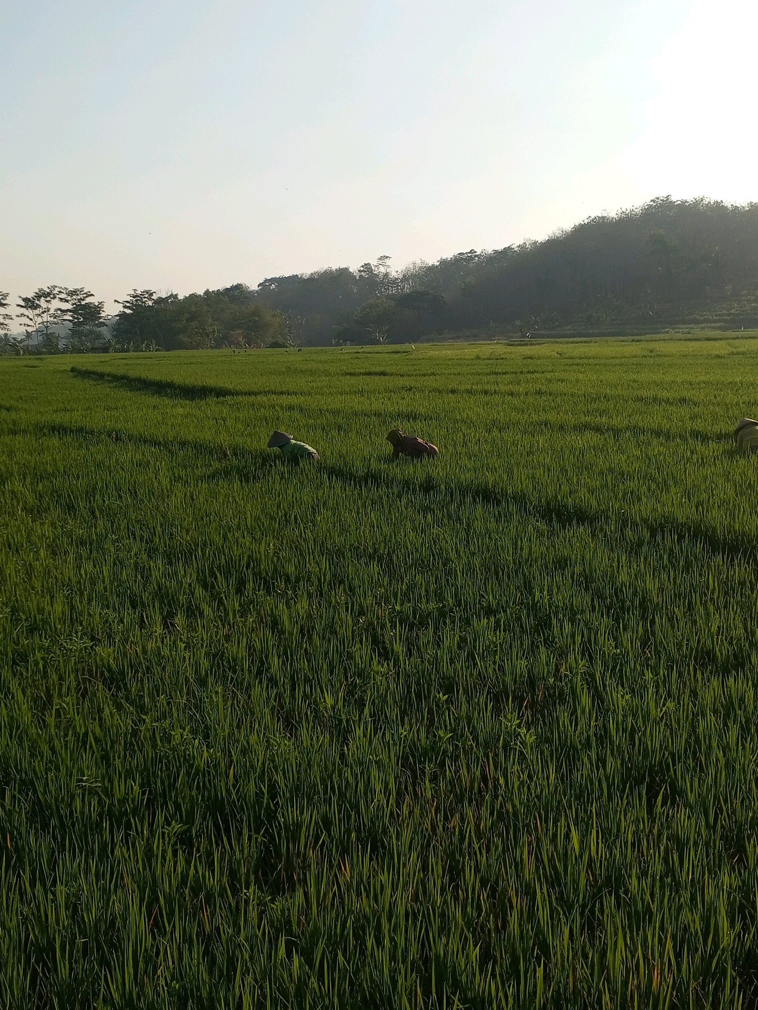 A wide-angle, eye-level outdoor shot captures a serene rice field in Kedungringin, Indonesia, under a clear, bright sky. The foreground is dominated by a lush, vibrant green rice paddy, with rows of young rice plants stretching towards the horizon. The field is dotted with two figures in traditional conical hats. One figure, dressed in green, is bent over in the field, seemingly tending to the rice. The second figure, wearing a reddish-brown garment, is further to the right and also appears to be working in the paddy. A third figure, partially visible on the far right, is also working. In the middle ground, a gentle slope rises, covered in a dense, dark green forest that climbs to the top of the frame. The overall impression is one of rural tranquility and agricultural activity in a natural Indonesian landscape.