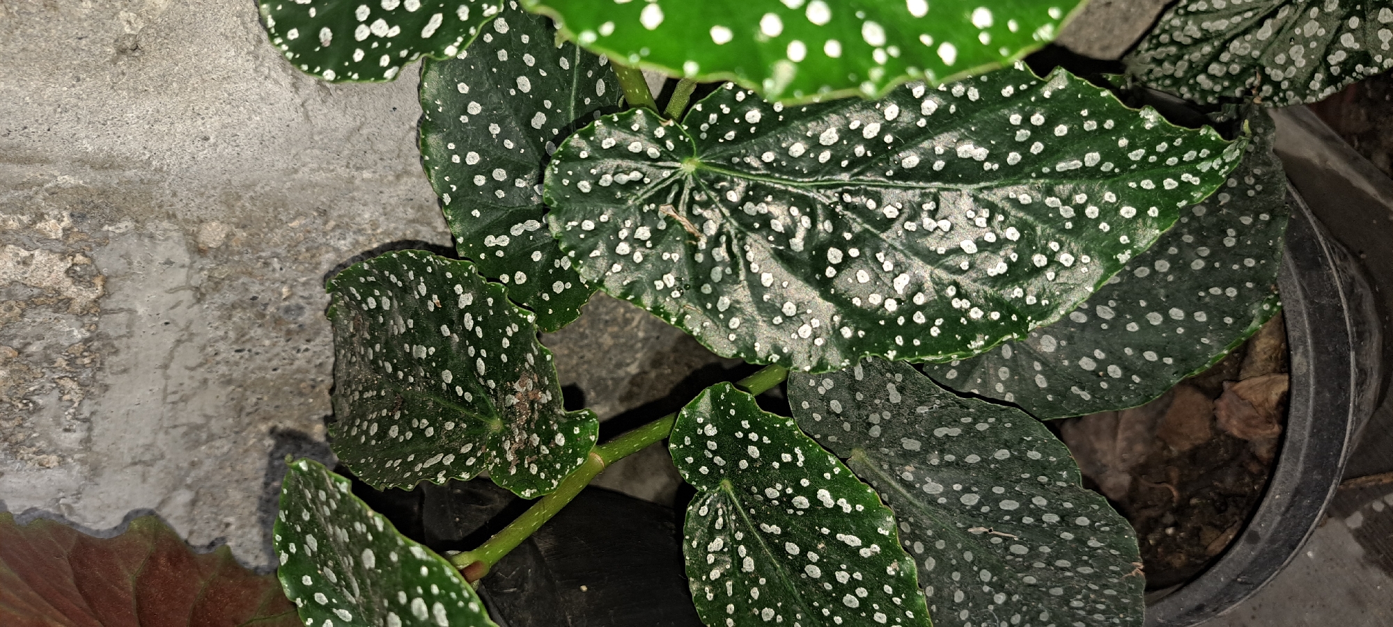 A close-up, low-angle shot features a polka-dot begonia plant in a black plastic pot. The plant's dark green leaves are generously speckled with white spots, and some leaves exhibit a coppery underside visible at the top left of the frame. The background consists of a textured concrete wall, its surface uneven and weathered. The scene appears to be an outdoor or semi-outdoor setting, possibly a balcony or garden area, located in Mandaluyong City, Philippines. The lighting suggests it is either dusk or a shaded area, with minimal natural light.