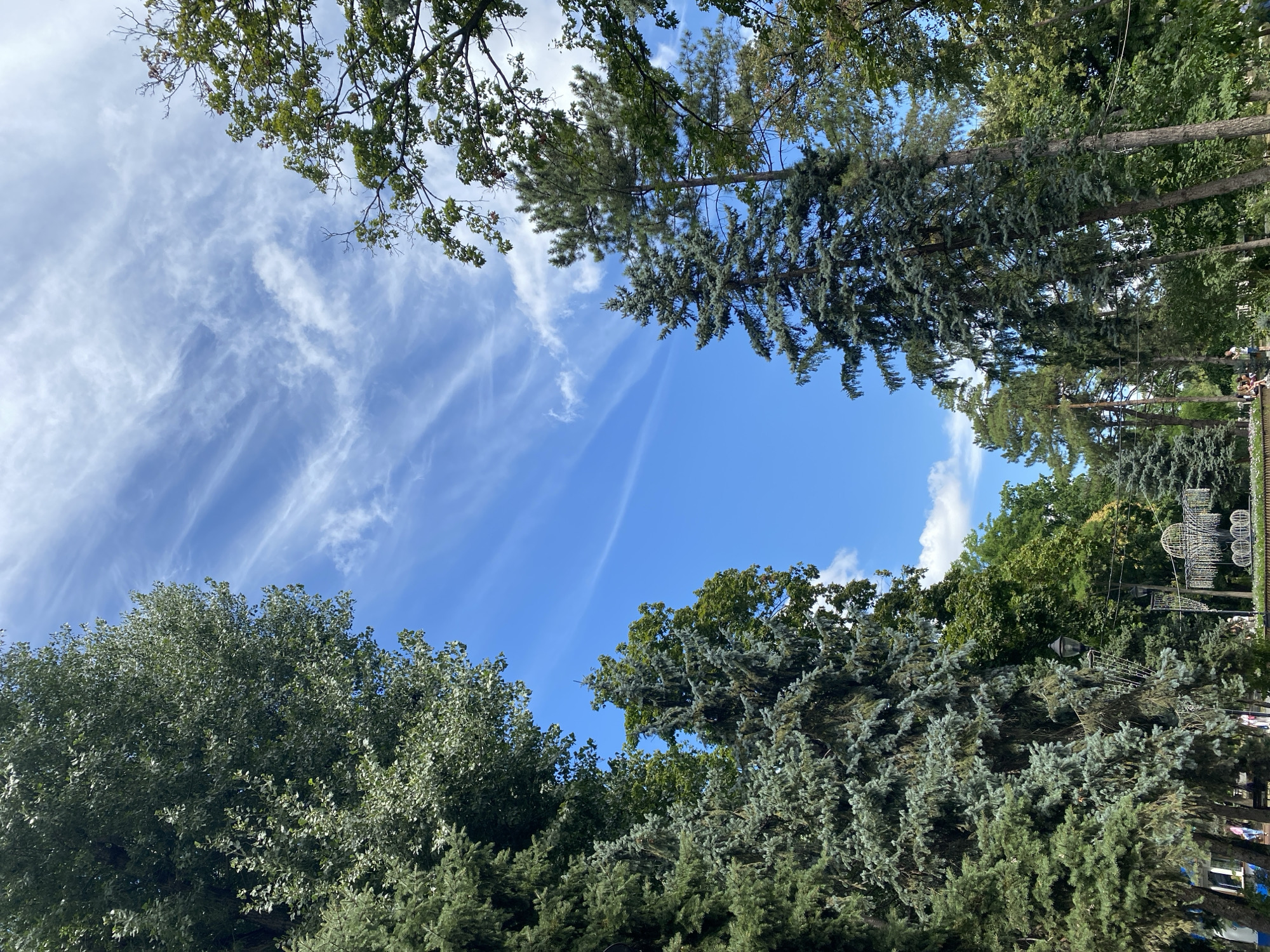 This image depicts a clear, blue sky with wispy clouds, viewed through a canopy of tall trees. The trees, predominantly conifers and deciduous varieties, are lush and green, suggesting a park or a well-maintained green space. In the background, several decorative light structures are visible, indicative of a public area, possibly a park or square, that might be illuminated for events or evening ambiance. A few individuals can be seen in the distance, suggesting a public setting where people gather. The overall scene evokes a tranquil, natural atmosphere within an urban environment. Based on the architectural style of the decorative lights, this scene is likely located in Chișinău, Moldova, potentially in a park like Dendrariu Park or a public square.