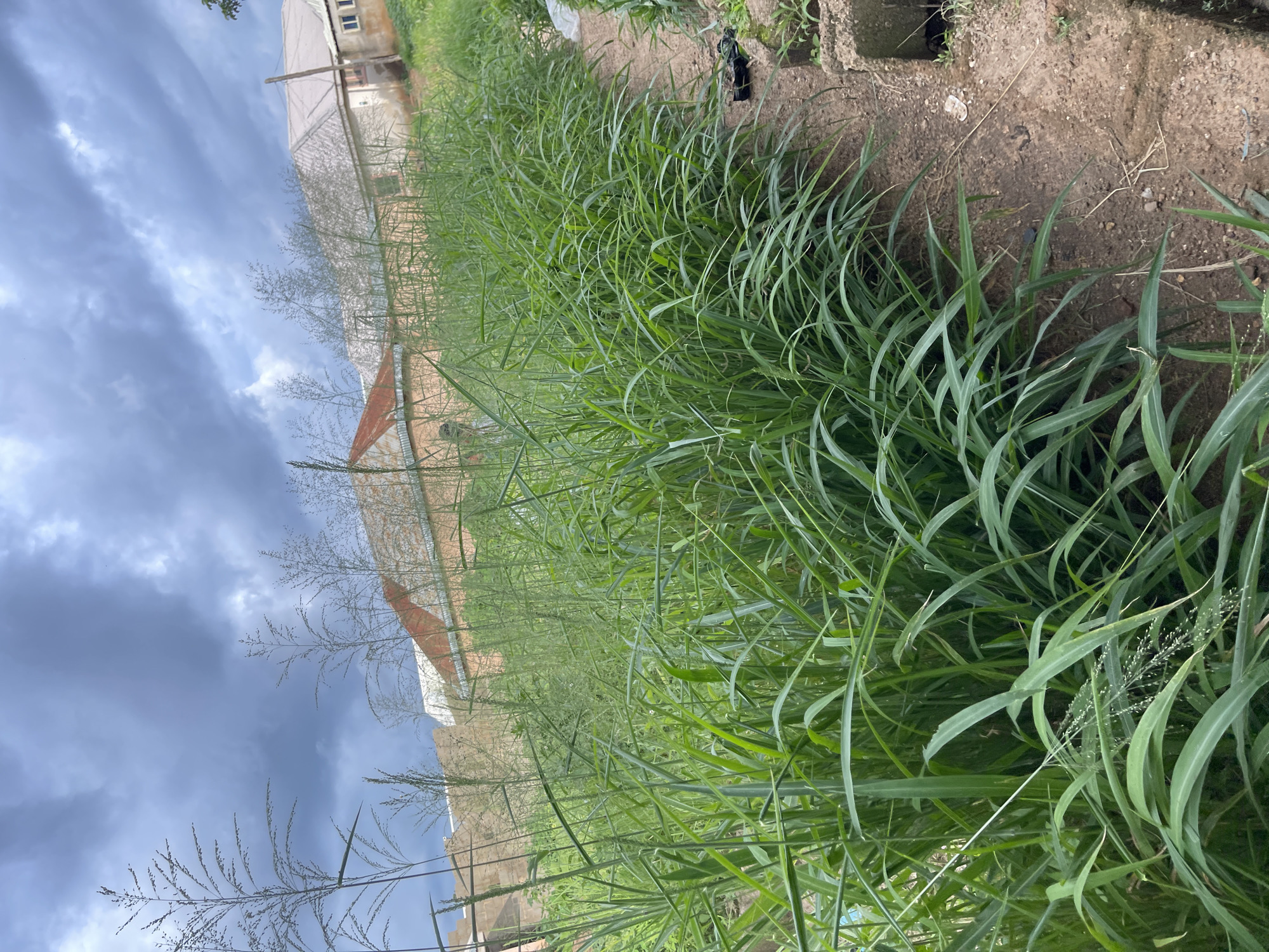 In Rafin Par, Nigeria, a dirt path runs alongside a dense growth of tall, green grass that appears to be cultivated. In the background, several buildings with red and gray roofs are visible, some under construction or in a state of disrepair. The sky is heavily overcast with dark, dramatic clouds, suggesting an impending storm. A few dark objects, possibly debris, are scattered near the path, and a concrete structure, perhaps part of a drainage system or foundation, is visible on the right side of the image. The scene is rural and appears to be a residential or agricultural area.