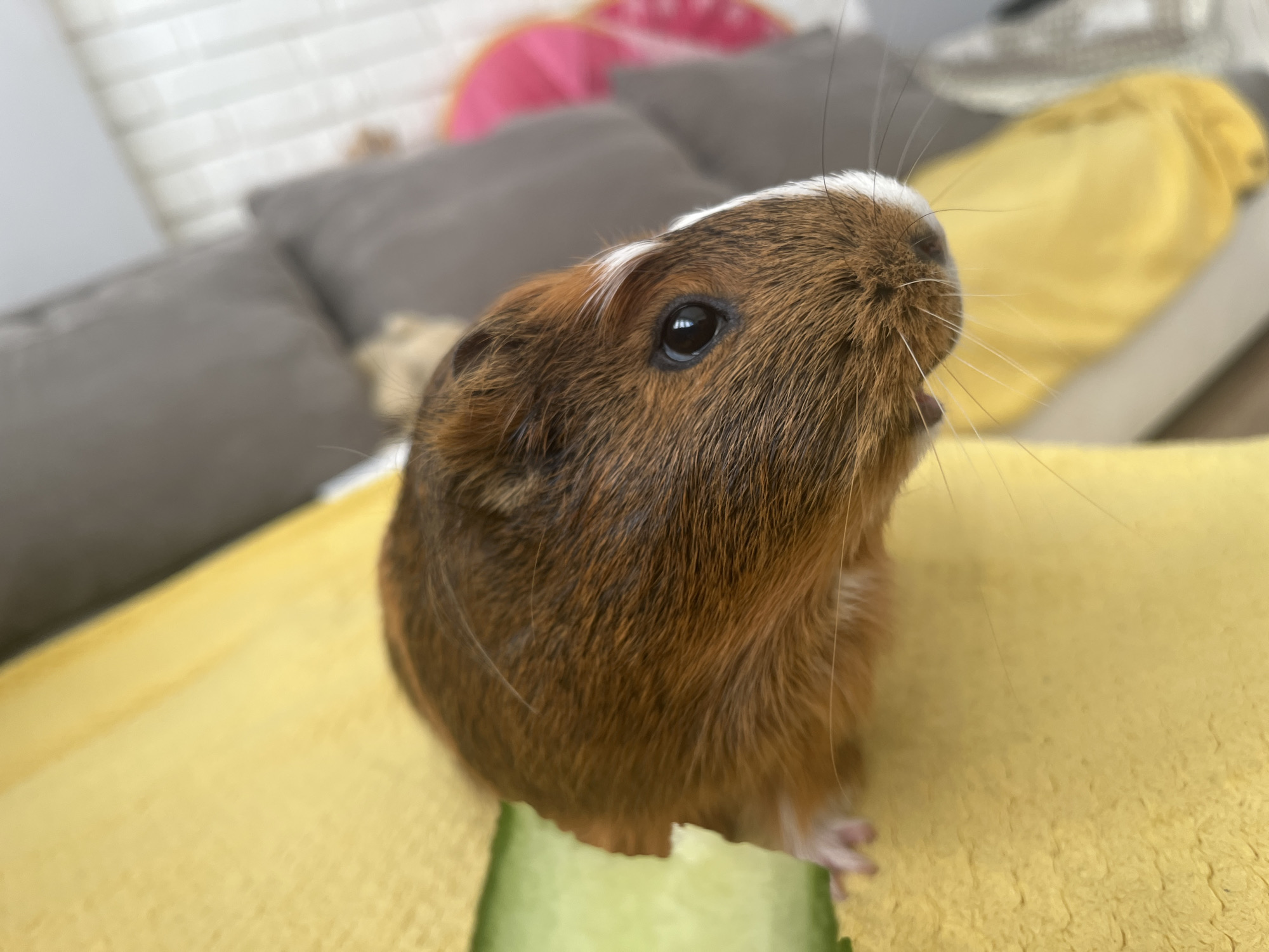 A close-up, eye-level shot captures a guinea pig's face and upper body as it nibbles on a slice of cucumber. The guinea pig, predominantly reddish-brown with white markings on its head, is positioned centrally in the frame. Its dark, round eye reflects light, and its whiskers fan out from its snout. The creature rests on a textured yellow surface, possibly a cushion or blanket. In the blurred background, hints of a grey sofa, a white brick-patterned wall, and a yellow object suggest an indoor domestic setting. The scene appears to be set in an unknown location within an unknown city.