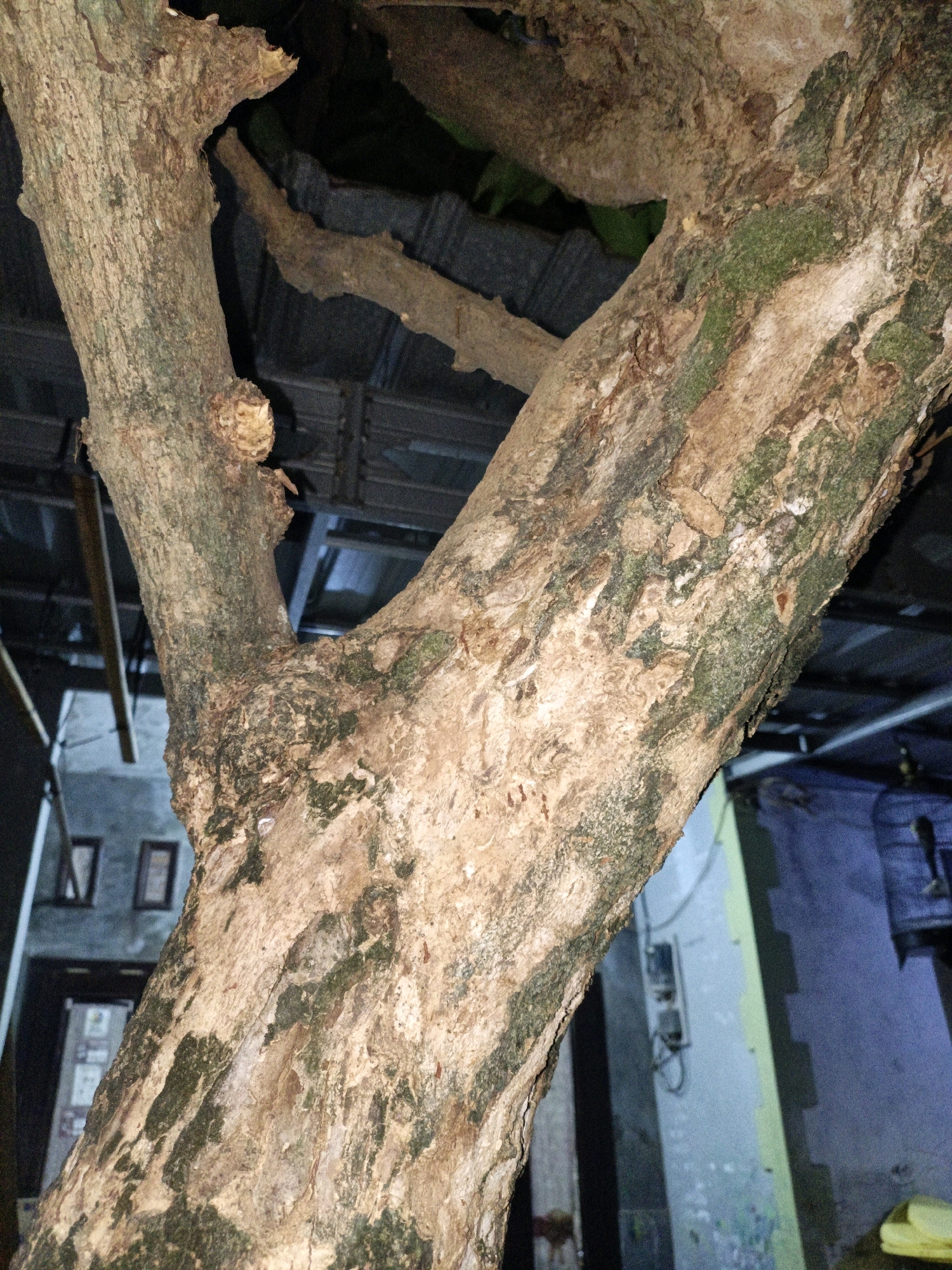 A close-up, low-angle outdoor shot focuses on the textured bark of a large tree trunk, which forks into two main branches. The bark is rough, light brown, and appears weathered, with patches of green moss or algae visible in crevices and along the surfaces of the branches. The background is softly blurred, revealing parts of a building with a corrugated metal roof structure overhead. To the left of the tree, a building facade is visible with two framed objects that appear to be windows or pictures, and a doorway below them. To the right, a wall with a greenish-yellow vertical stripe is visible, next to a darker blue wall. A black electrical conduit with a box is mounted on the greenish-yellow wall. The overall impression is that of an urban or semi-urban environment in Cikal, Indonesia, with the tree situated in close proximity to residential structures. The lighting suggests it is either late evening or night. There are no people or animals visible in the image.