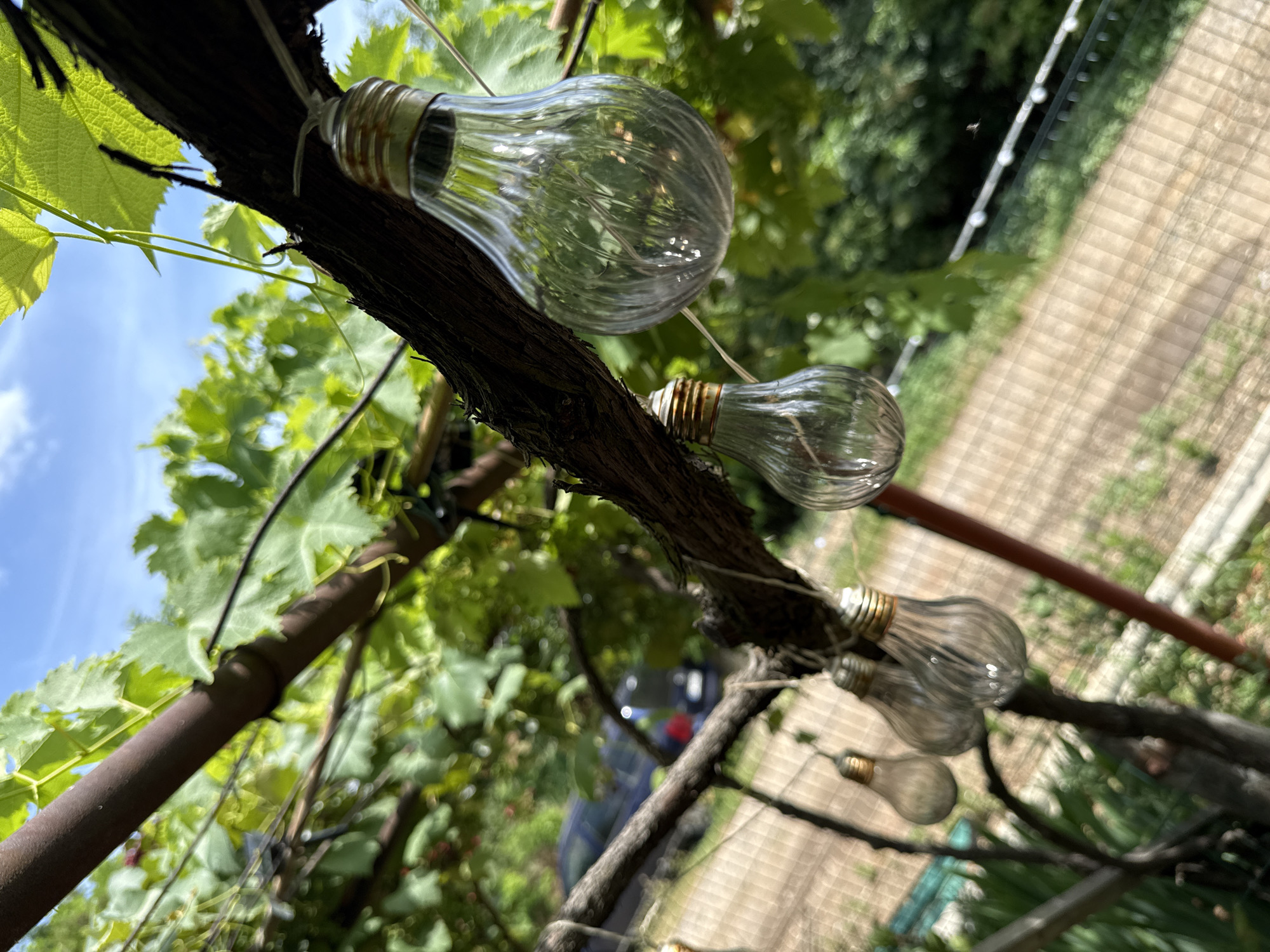 In Baurene, Bulgaria, a string of decorative glass light bulbs hangs from a wooden support, possibly a pergola or a trellis. The bulbs, shaped like vintage Edison bulbs, are clear with visible internal filaments and metallic bases. They are spaced along a white cord that is attached to the dark, rough-textured wood. Lush green grapevines with broad leaves are intertwined with the support, creating a natural, leafy backdrop. Sunlight filters through the leaves, casting dappled shadows and illuminating the scene. In the blurred background, a dirt path or driveway can be seen, bordered by a fence. Beyond the fence, there are more trees and foliage, suggesting a rural or semi-rural setting. A dark-colored car is partially visible in the distance, adding a subtle element of human presence to the otherwise natural and serene environment. The sky above is blue with scattered white clouds.