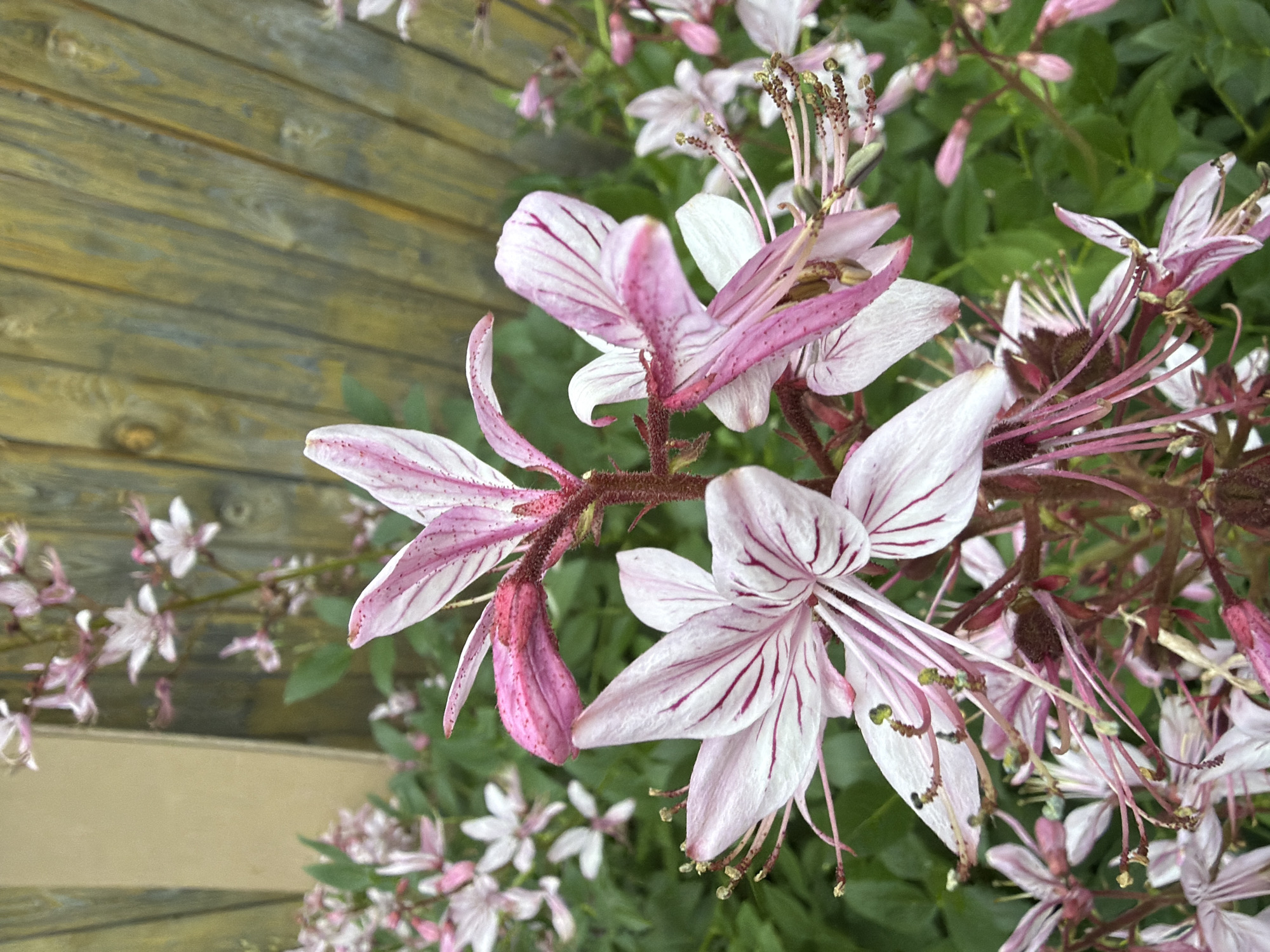 This is a close-up, eye-level, outdoor shot of a cluster of Dictamnus albus, commonly known as burning bush or gas plant flowers. The flowers are delicate and star-shaped, with pale pink petals adorned with darker pink veins. The stamens, long and thin with dark tips, extend outward, giving the flowers a wispy appearance. Several buds, still enclosed in pink sepals, are also visible, some elongated and pointed. The stems are a deep reddish-brown and fuzzy. The background is a mix of the flowers' own foliage and a weathered wooden fence. The fence, made of horizontal planks, has a green-grey hue and shows signs of age, with visible wood grain and some lighter-colored knots or grain patterns. To the left and bottom of the frame, there is a lighter beige wooden element, possibly part of a planter box or a different section of the fence. The overall impression is one of natural beauty, with the intricate details of the flowers contrasting with the rustic texture of the wooden elements. The lighting suggests it might be daytime, perhaps early morning or late afternoon, given the soft quality of the light on the petals. The setting appears to be a garden or outdoor space in Petukhi, Russia. There is no discernible activity or event taking place, other than the natural blooming of the flowers. No text is visible in the image.