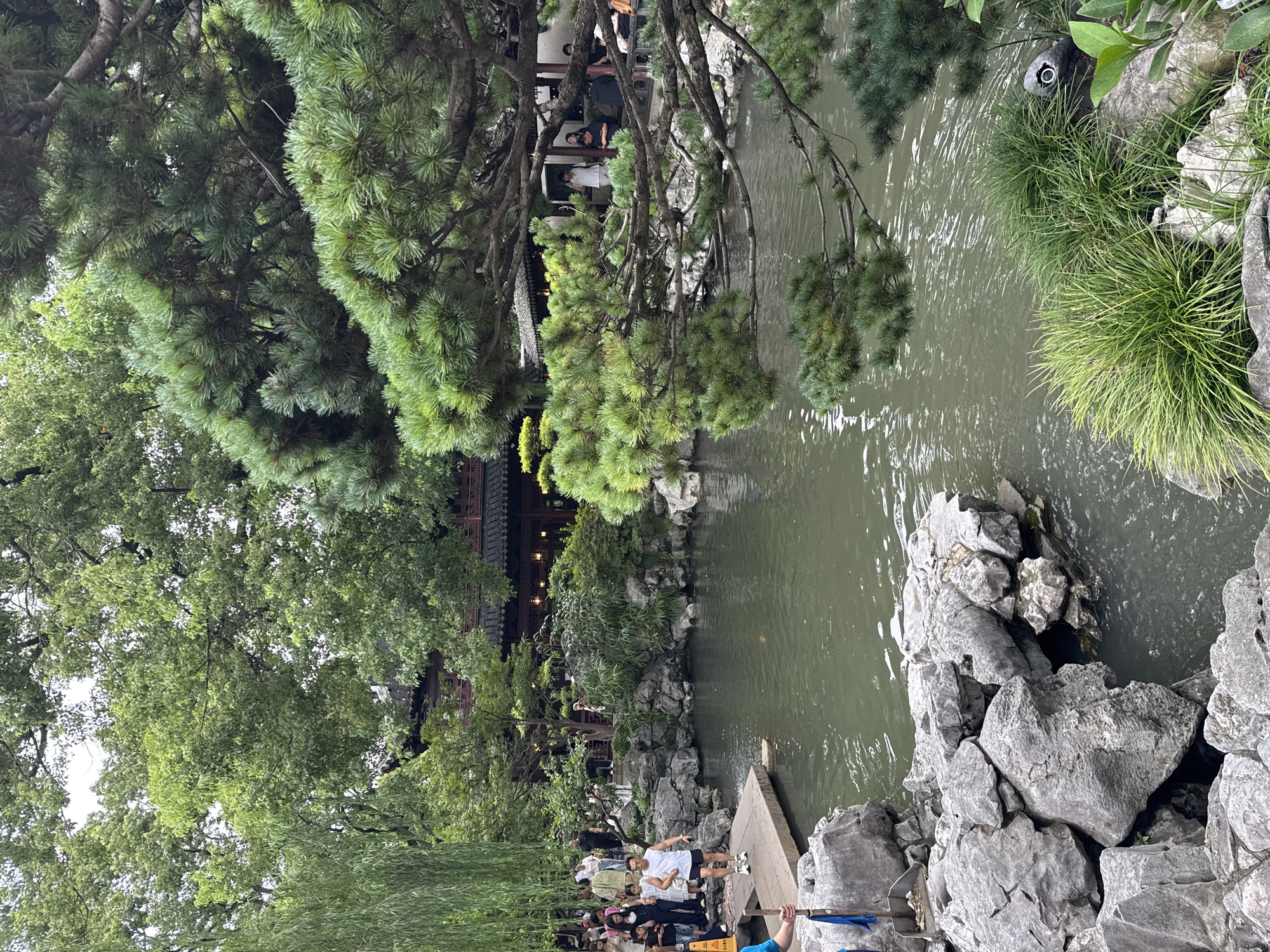 This image captures a scene within the Yu Garden in Shanghai, China. The foreground features a body of murky green water with a stone-lined edge. Large, rough grey rocks are piled along the bank, with one prominent rock in the lower left with a dark opening. Several tufts of vibrant green grass grow on the rocks and near the water's edge.
In the middle ground, a wooden plank walkway extends into the water, with a man in a white tank top and black shorts walking on it, looking towards the water. To the left of the walkway, a crowd of people are gathered, appearing to be tourists. They are dressed in casual attire, with some looking at their phones.
Behind the water and walkway, traditional Chinese architecture is visible, characterized by dark tiled roofs with upturned eaves, supported by wooden beams and columns. Lush green trees and dense foliage surround the buildings, creating a serene, garden-like atmosphere. A large pine tree with thick, green needles dominates the right side of the frame, its branches extending over the water. The sky is overcast, casting a soft, diffused light on the scene. A small, dark object with a white circle and a dark center is visible on a rock in the lower right corner.