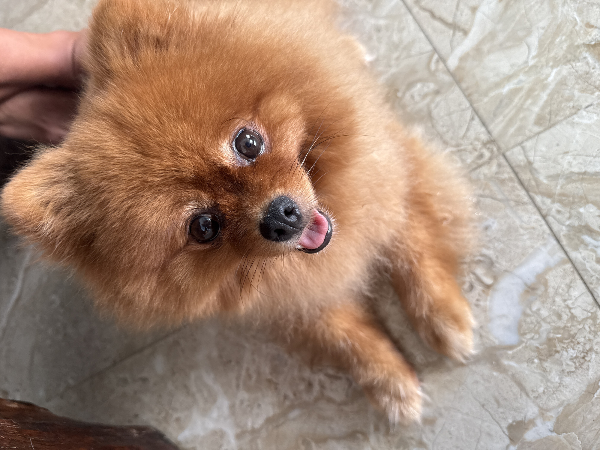 A close-up, high-angle shot captures a fluffy, ginger-colored Pomeranian dog looking up. Its mouth is slightly open, revealing a pink tongue. The dog is positioned on a marble-patterned floor. To the left of the dog, a portion of a dark brown wooden object is visible. A person's hands are faintly visible in the upper right corner of the frame. The overall impression is that of a pet relaxing or posing for a photo. This scene is set in Bac Nha Trang Ward, Vietnam.