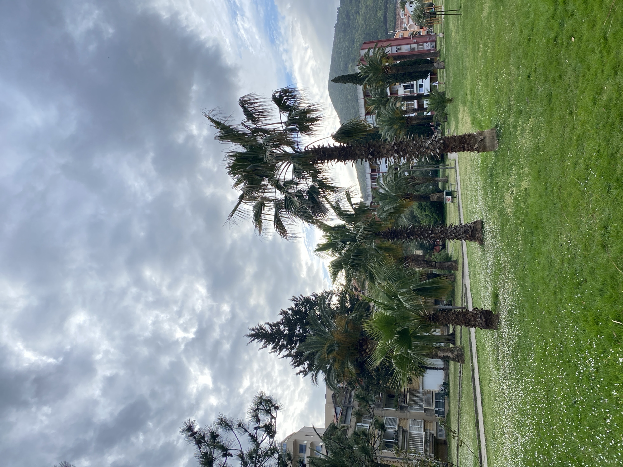 The image shows a row of palm trees in a park, with buildings and a mountain visible in the background. The grass in the park is green and dotted with small white flowers. The sky is cloudy and overcast. The location is likely a park in Budva, Montenegro, given the architecture of the buildings and the landscape. There are no people visible in the frame.