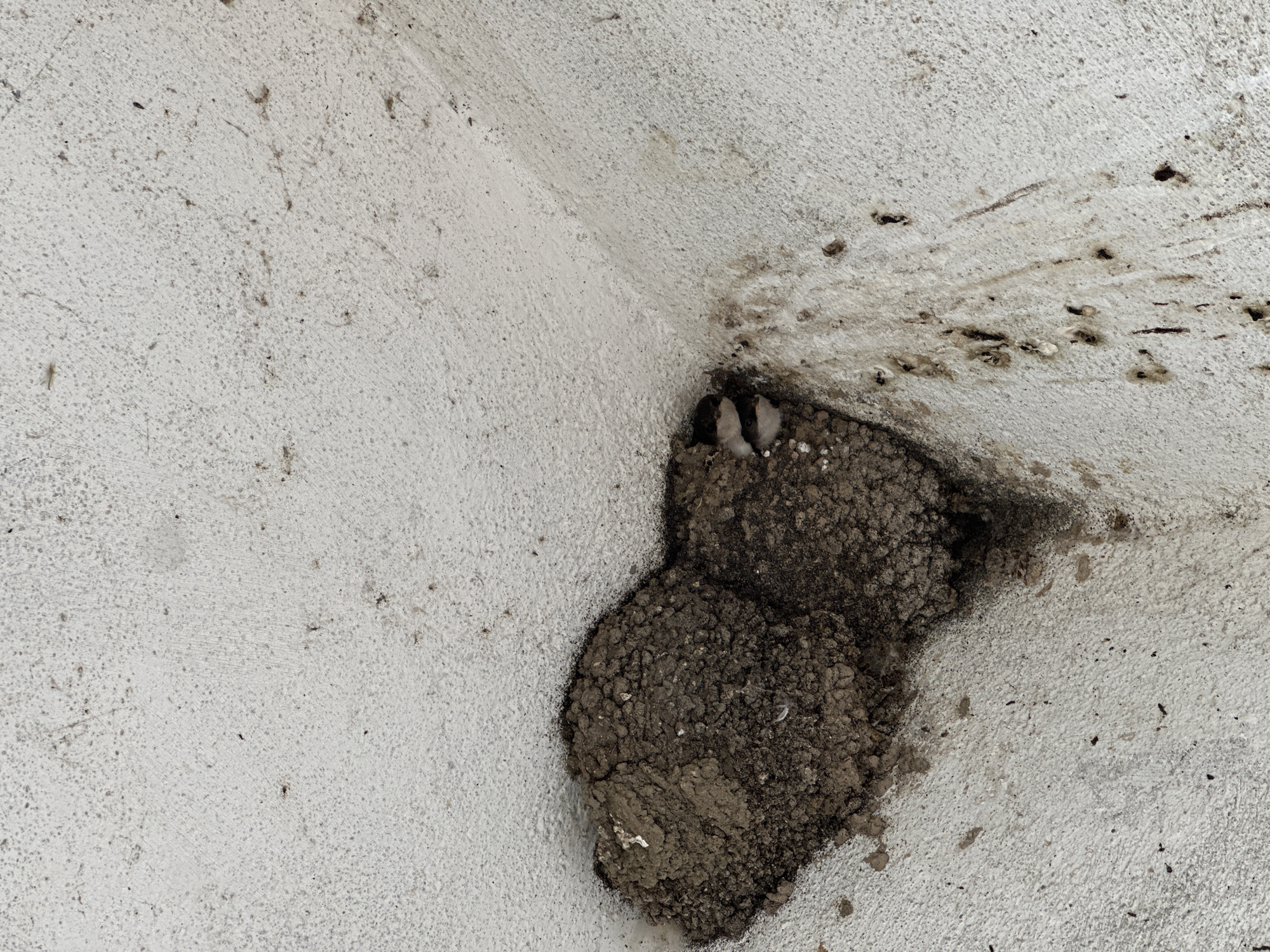 A close-up, upward-angled photograph, captured in Lisitsite, Bulgaria, depicts a mud nest securely attached within a structural corner of a textured, off-white concrete surface. The irregularly shaped nest, constructed from dark brown earthen material, features an opening from which two small, light-colored bird chicks are partially visible. The concrete surface directly beneath and extending around the nest is extensively marked with dark brown and black streaks, splatters, and deposits of avian fecal matter and general debris, indicating prolonged activity at the nesting site.